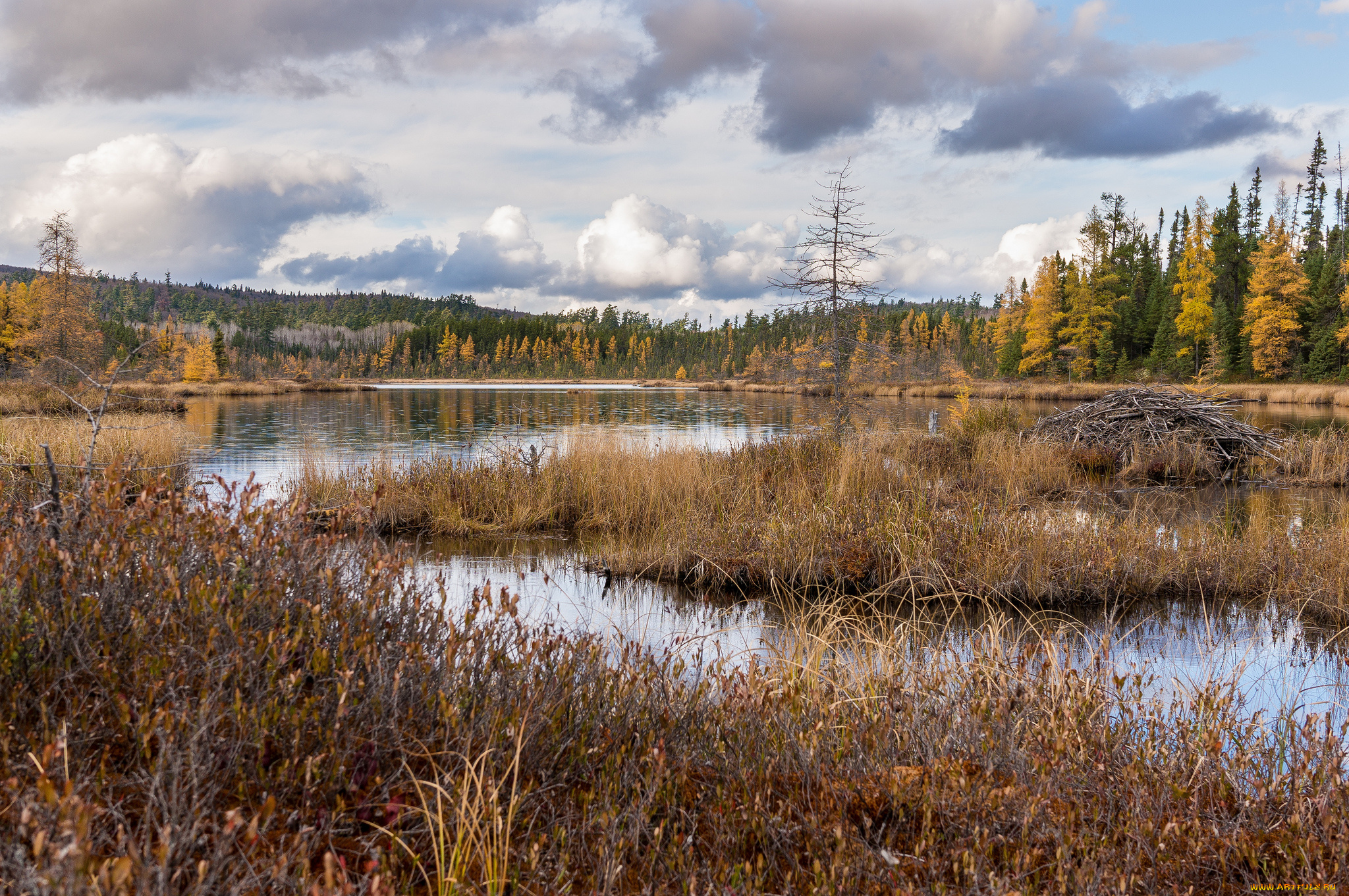 природа, реки, озера, река, лес