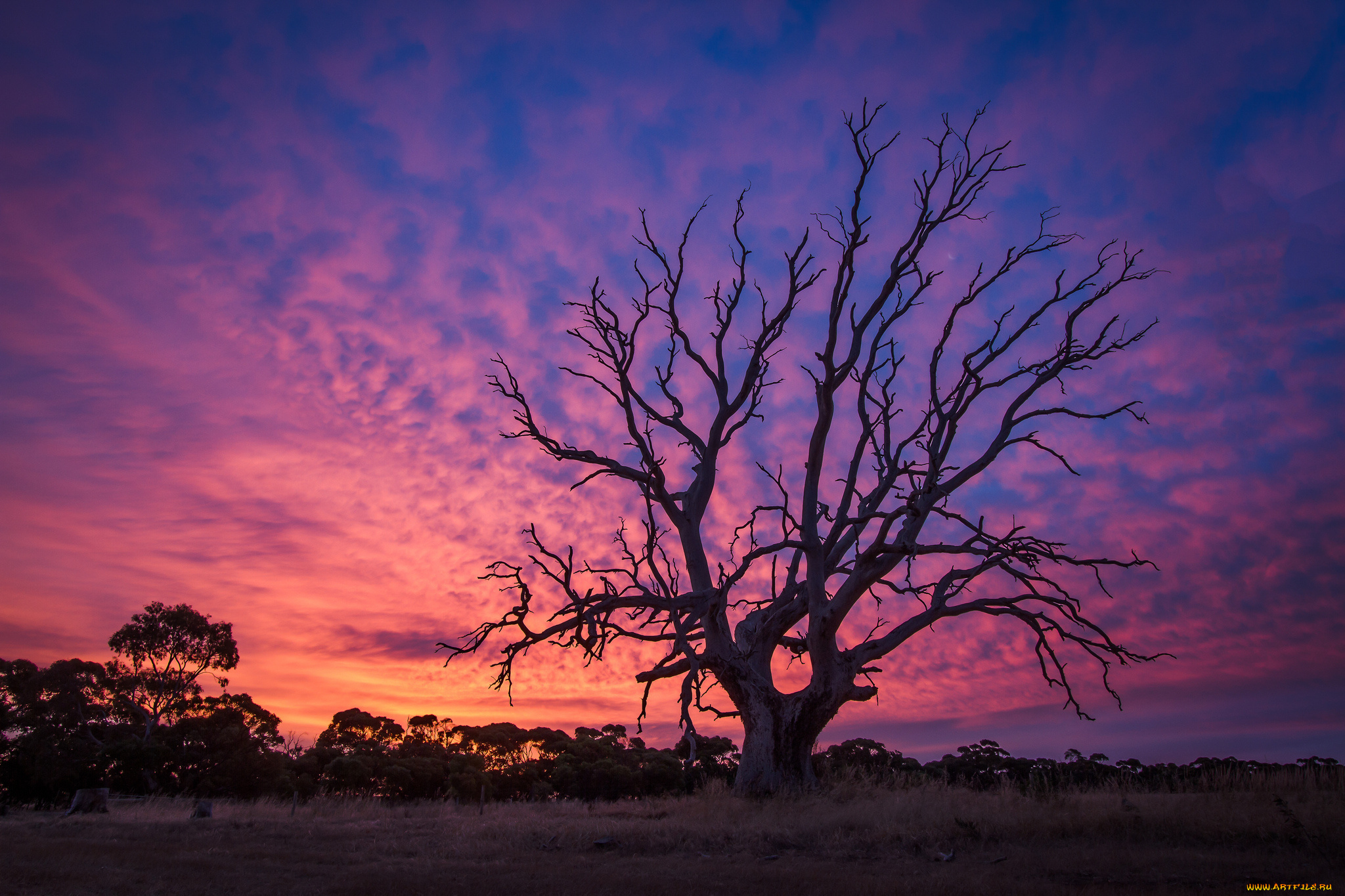 природа, деревья, закат, дерево, старое, заря, сумерки