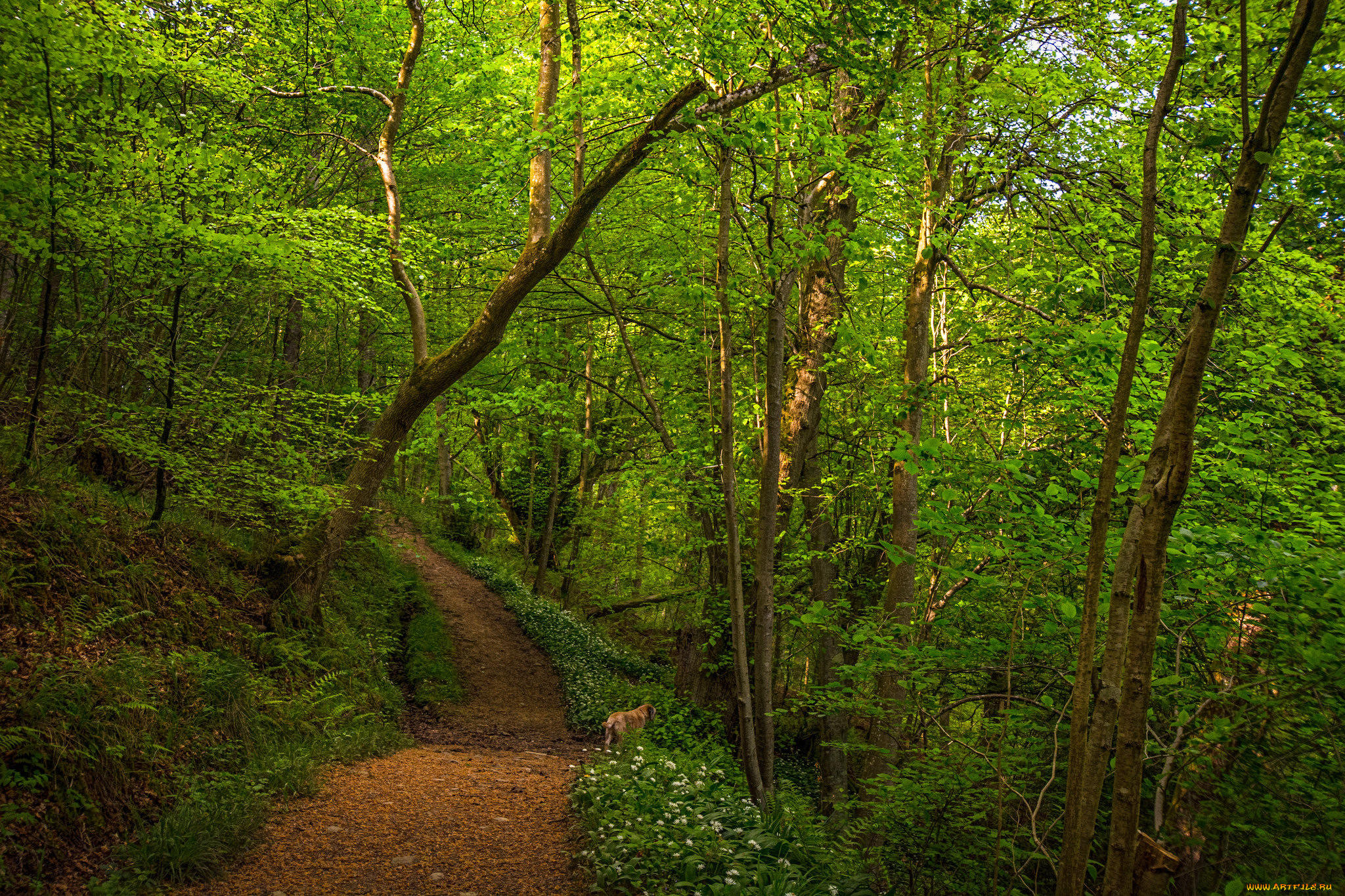 природа, дороги, тропинка, лес
