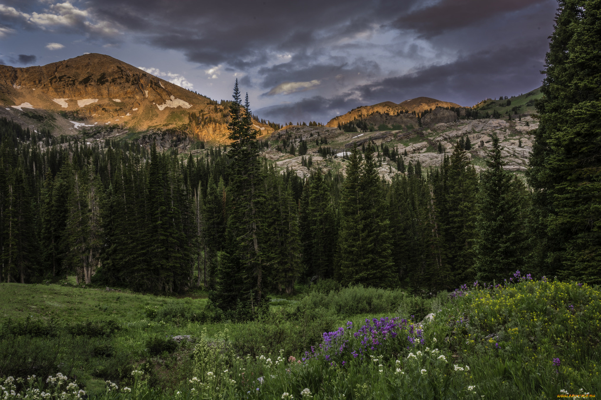 природа, пейзажи, луг, горы, тучи, цветы
