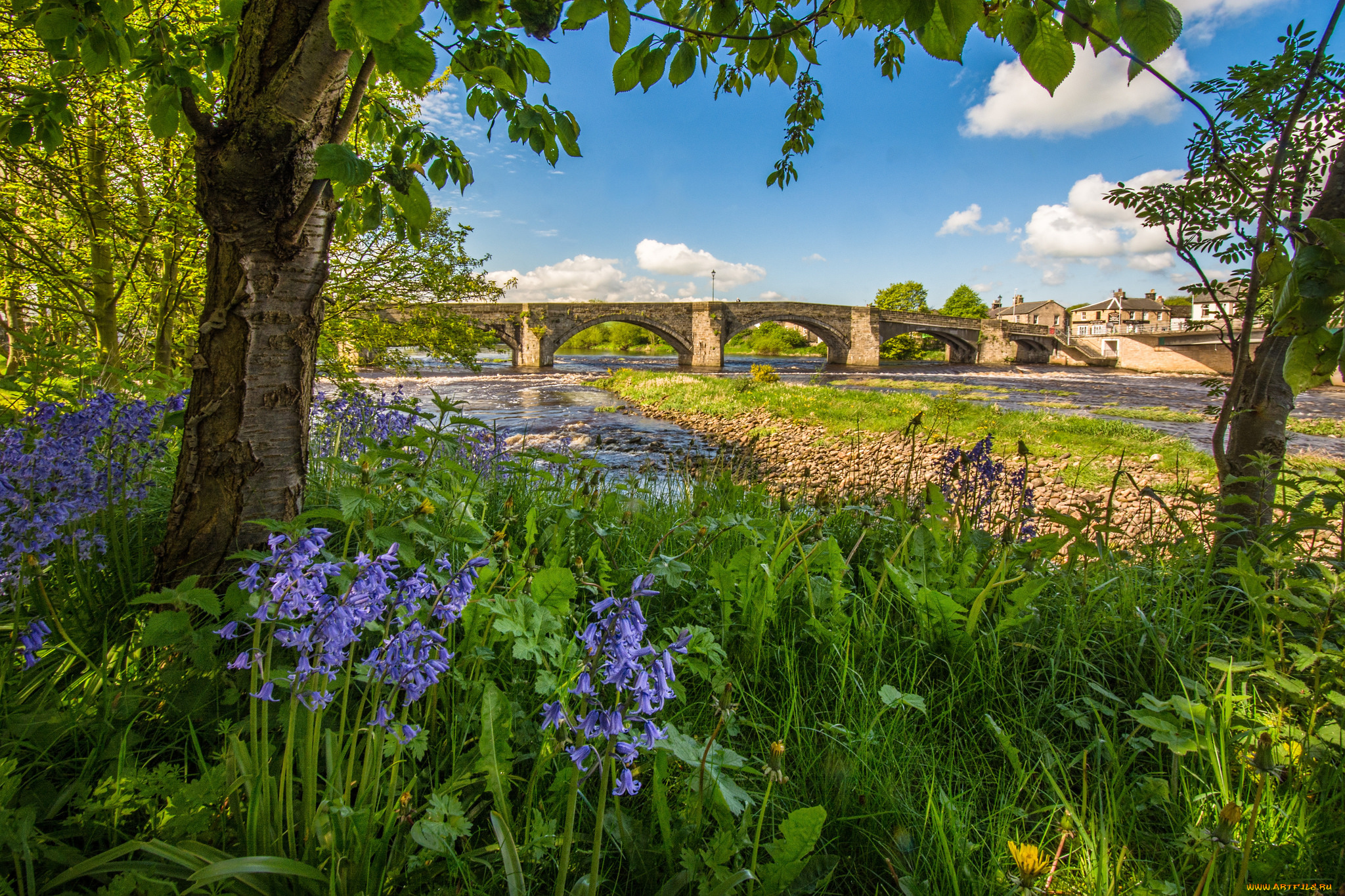 природа, реки, озера, мост, река, лес