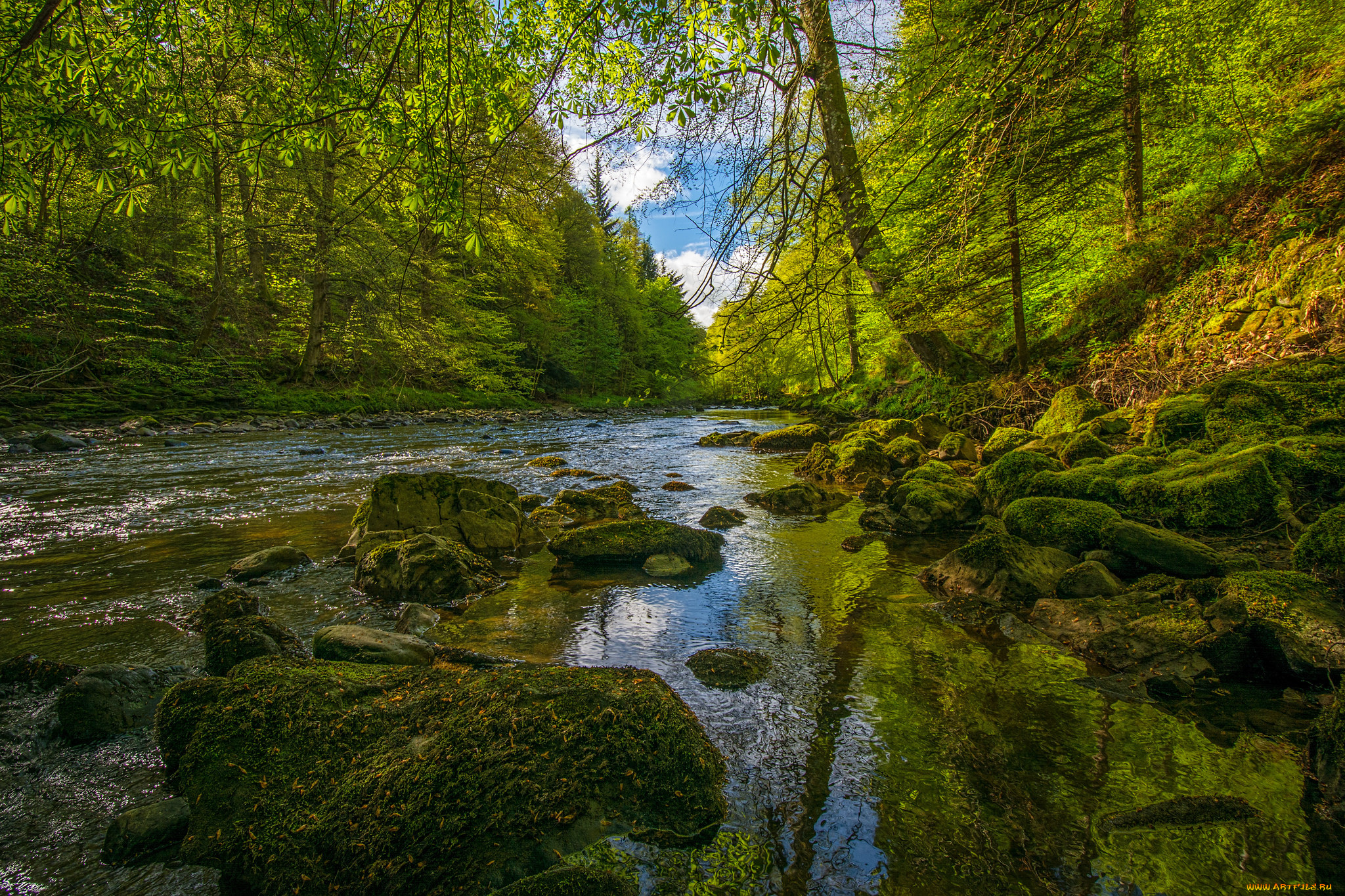 природа, реки, озера, река, лес