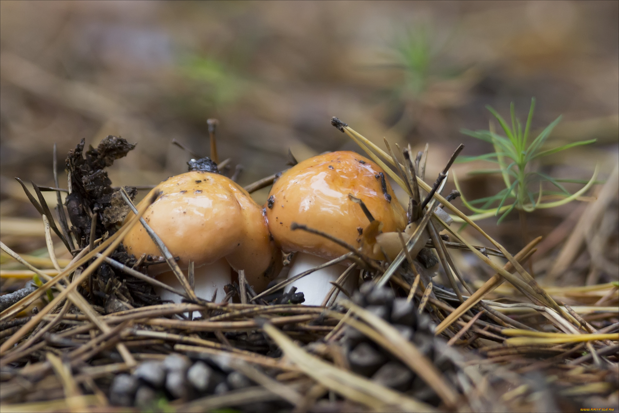 природа, грибы, маслята