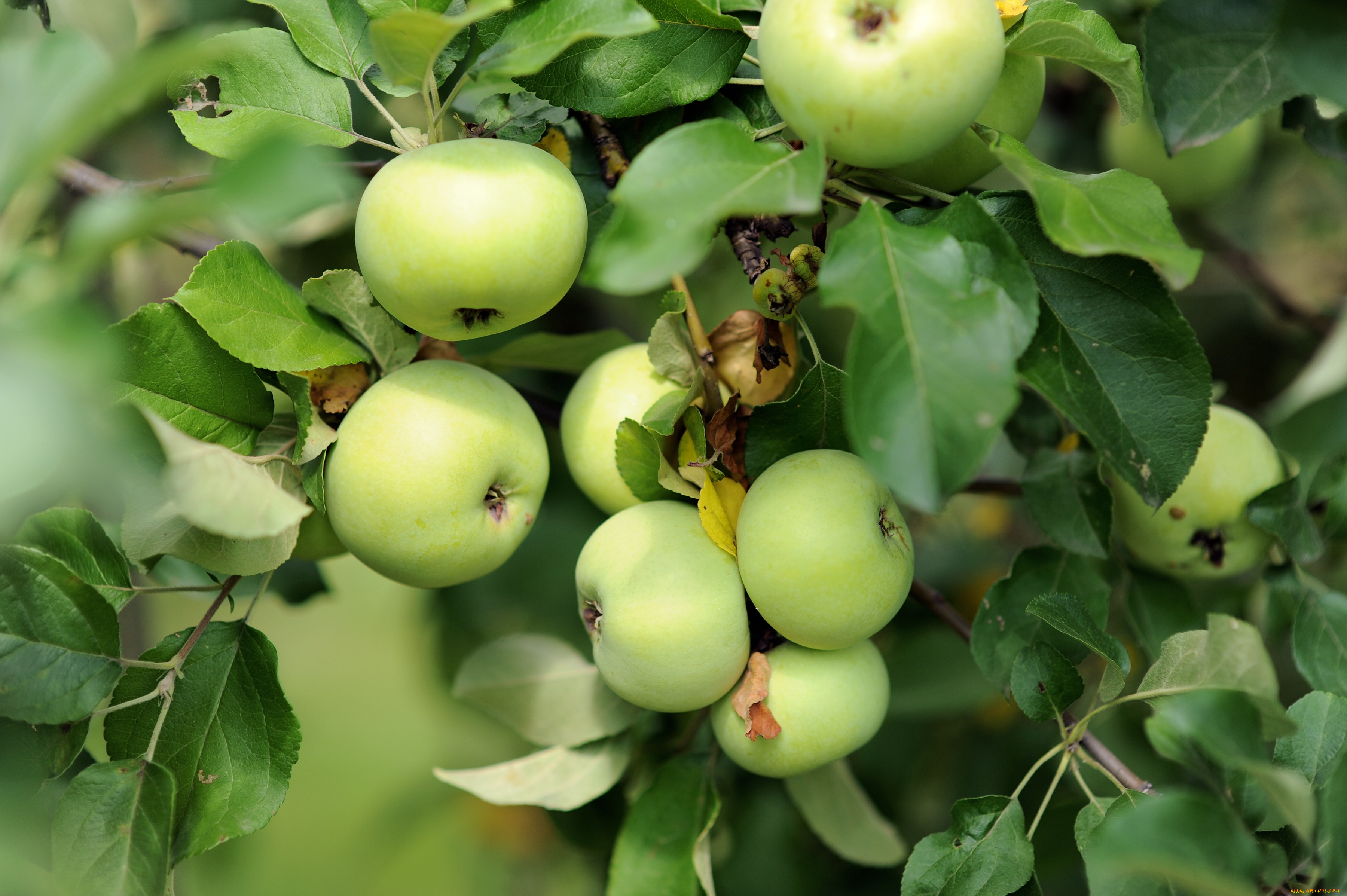 природа, плоды, яблоки