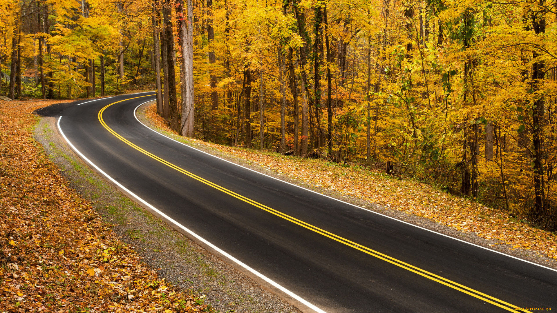 природа, дороги, лес, осень