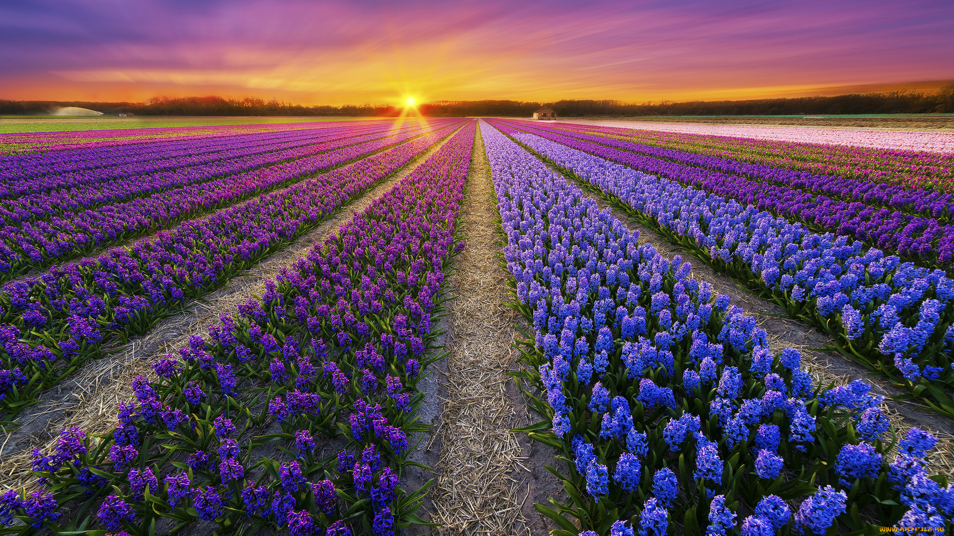 природа, поля, весна, поле, закат, плантация, цветы
