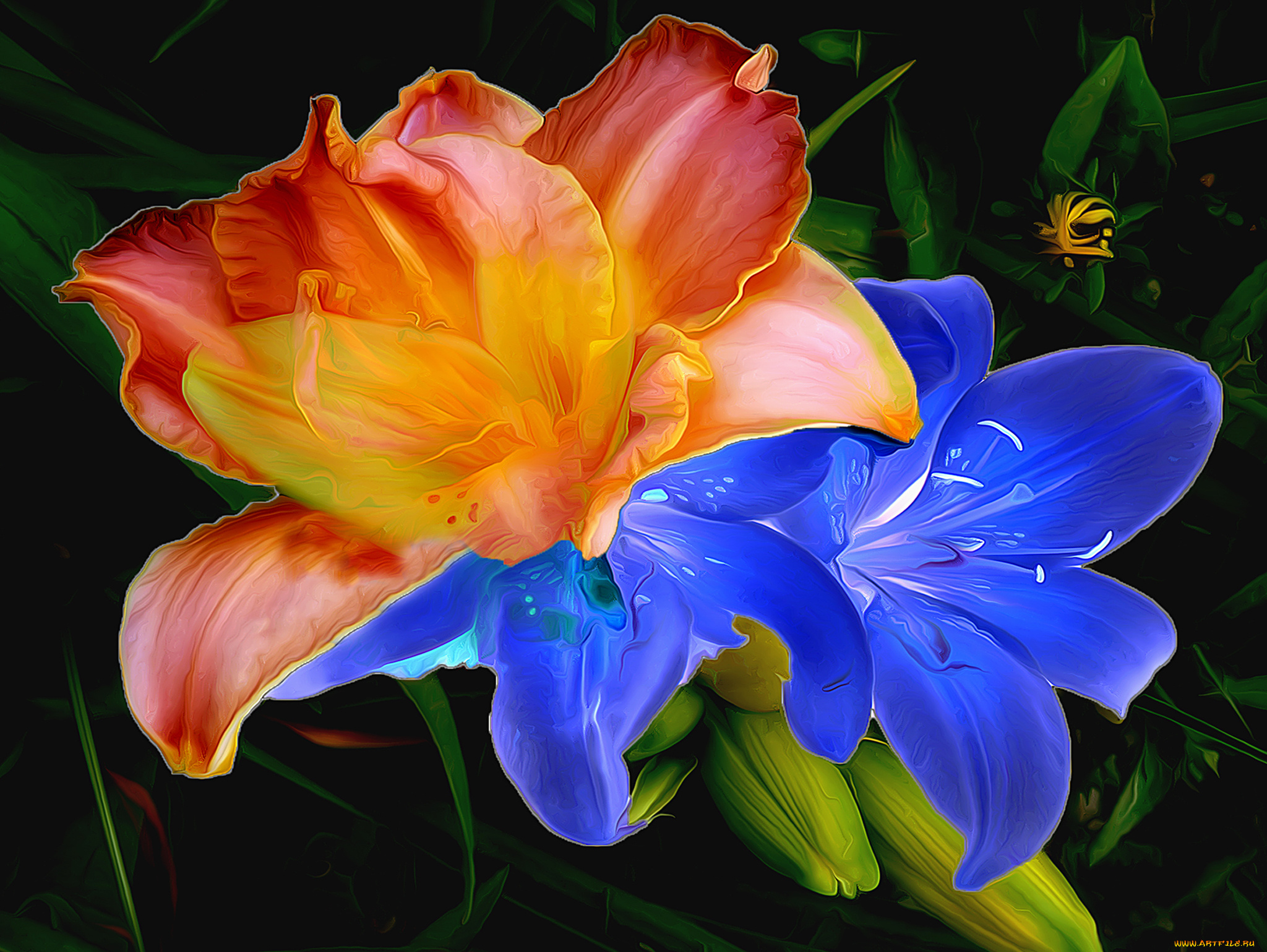 разное, компьютерный, дизайн, линии, краски, штрих, цветы, лепестки, лилия