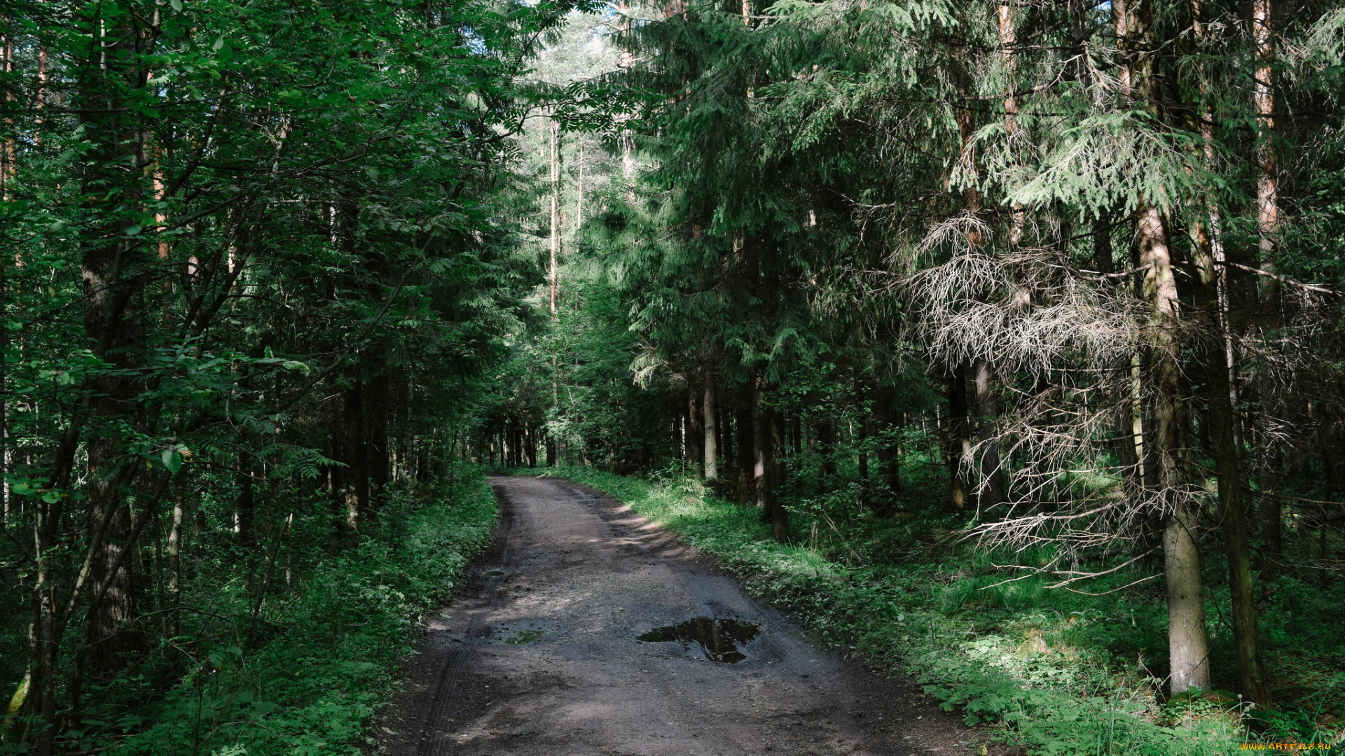 природа, дороги, тракт