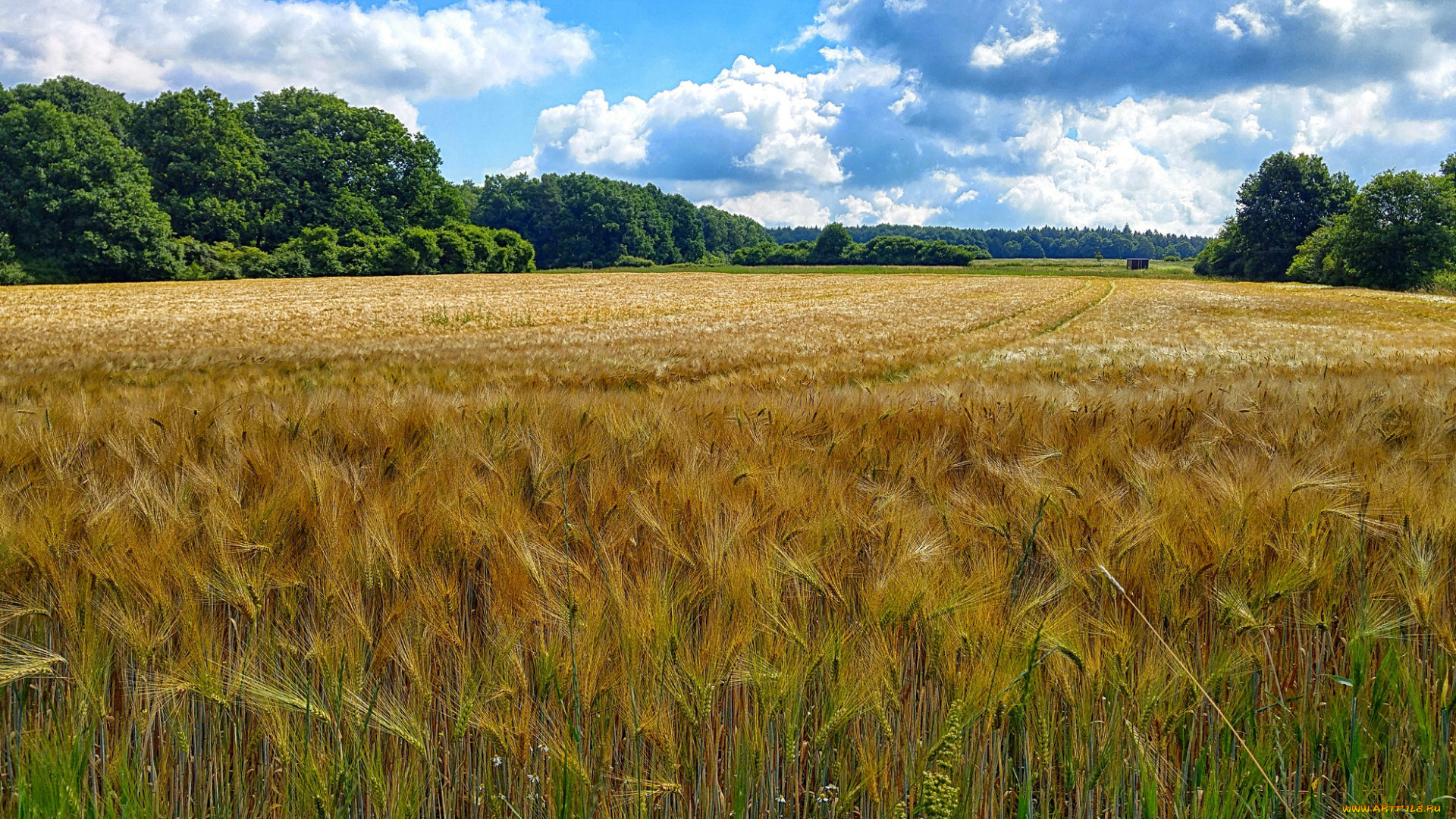 природа, поля, простор