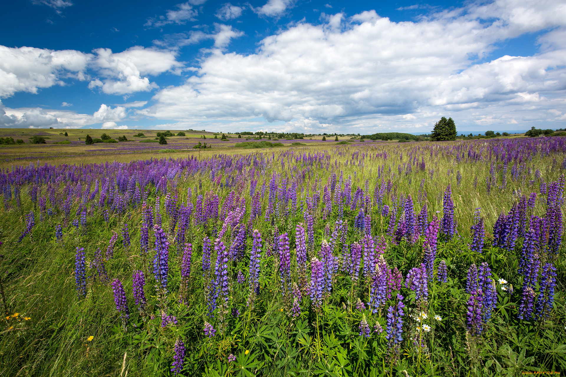 природа, поля, простор
