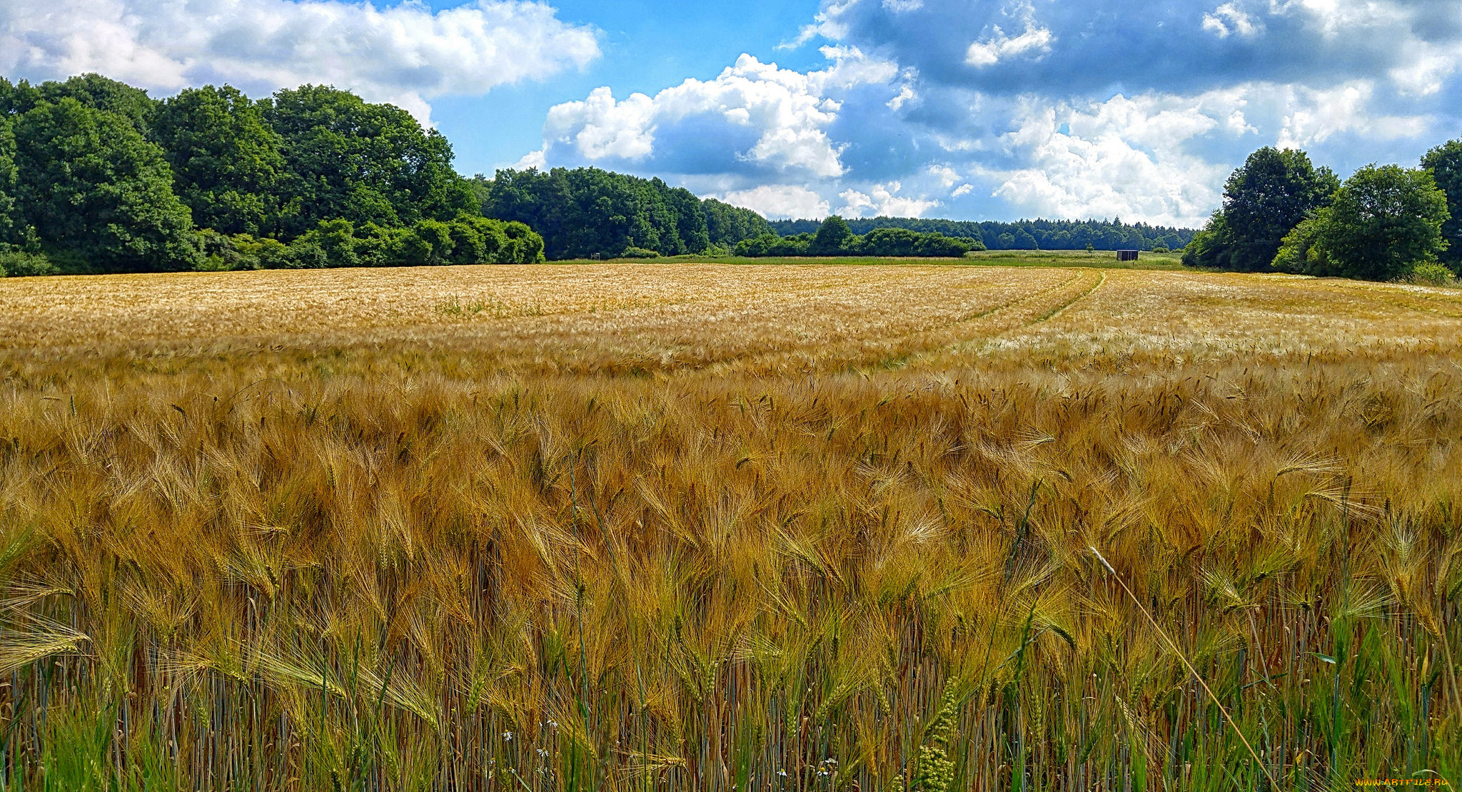 природа, поля, простор