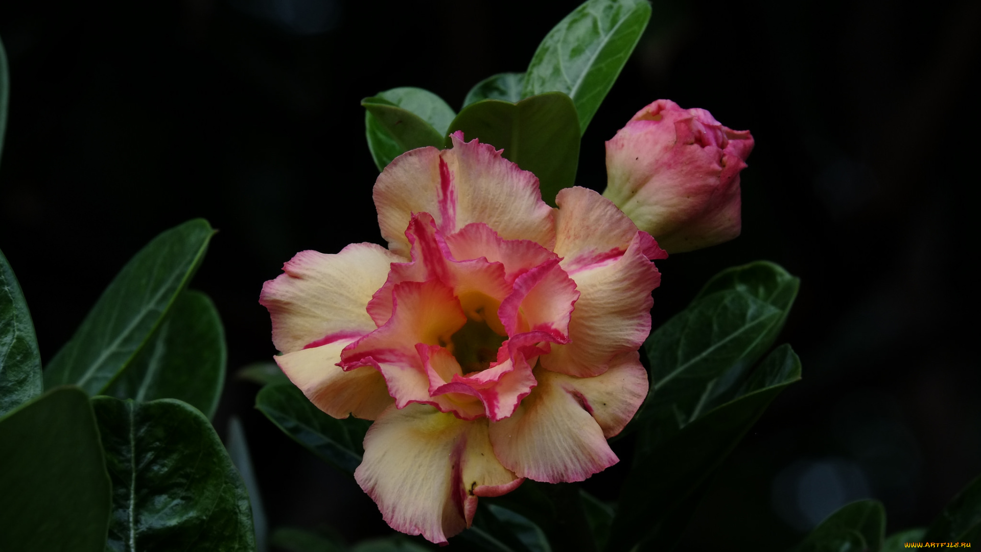 цветы, адениум, , мандевилла, цветение, листья, лето