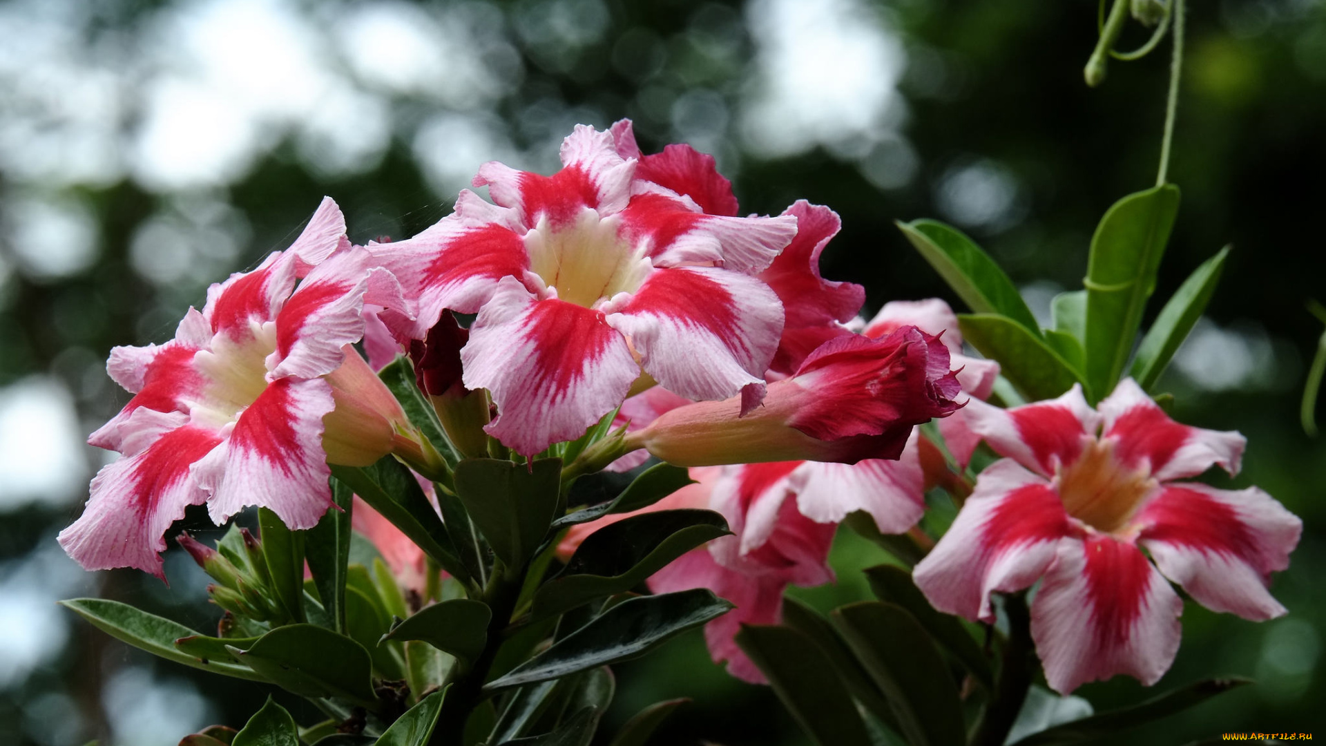цветы, адениум, , мандевилла, цветение, листья, лето