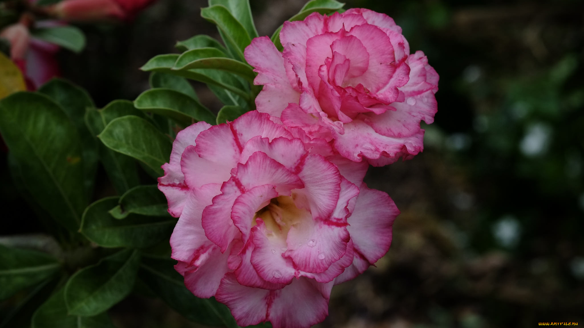 цветы, адениум, , мандевилла, цветение, листья, лето