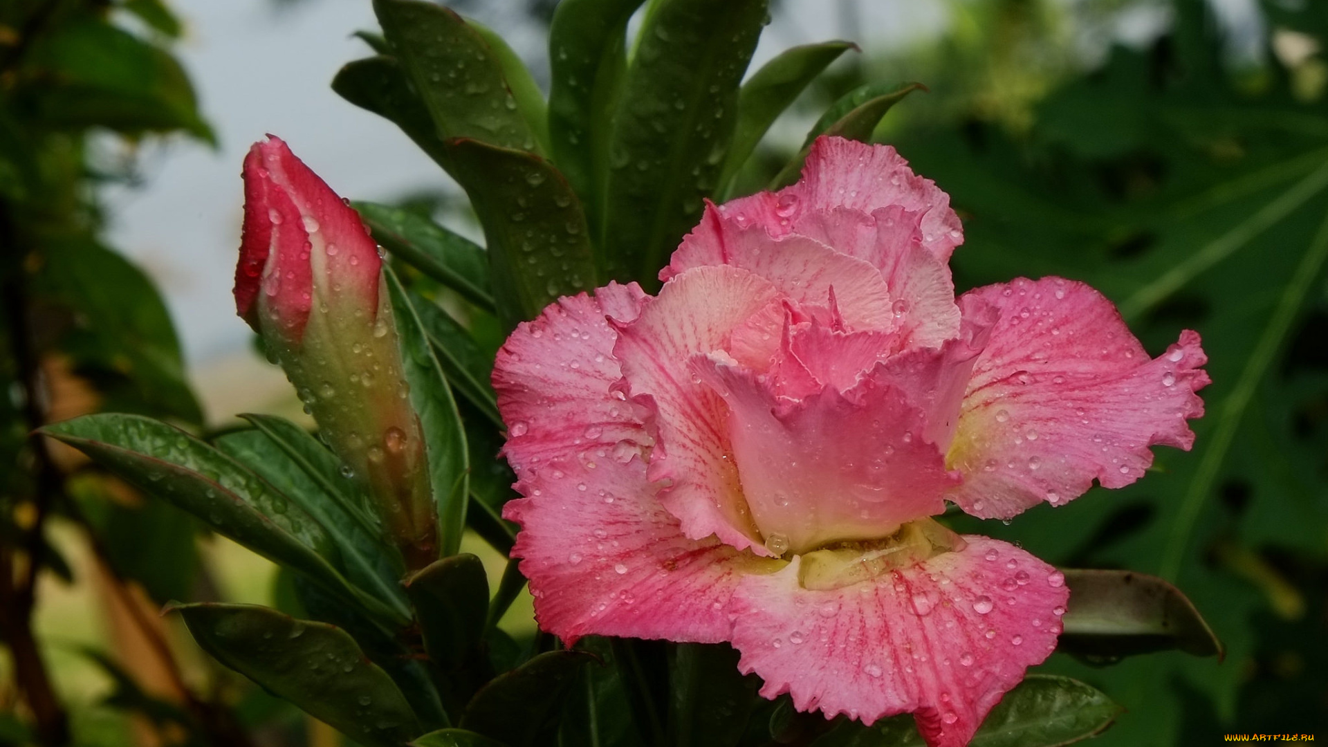 цветы, адениум, , мандевилла, капли, розовый, листья, цветок, бутон