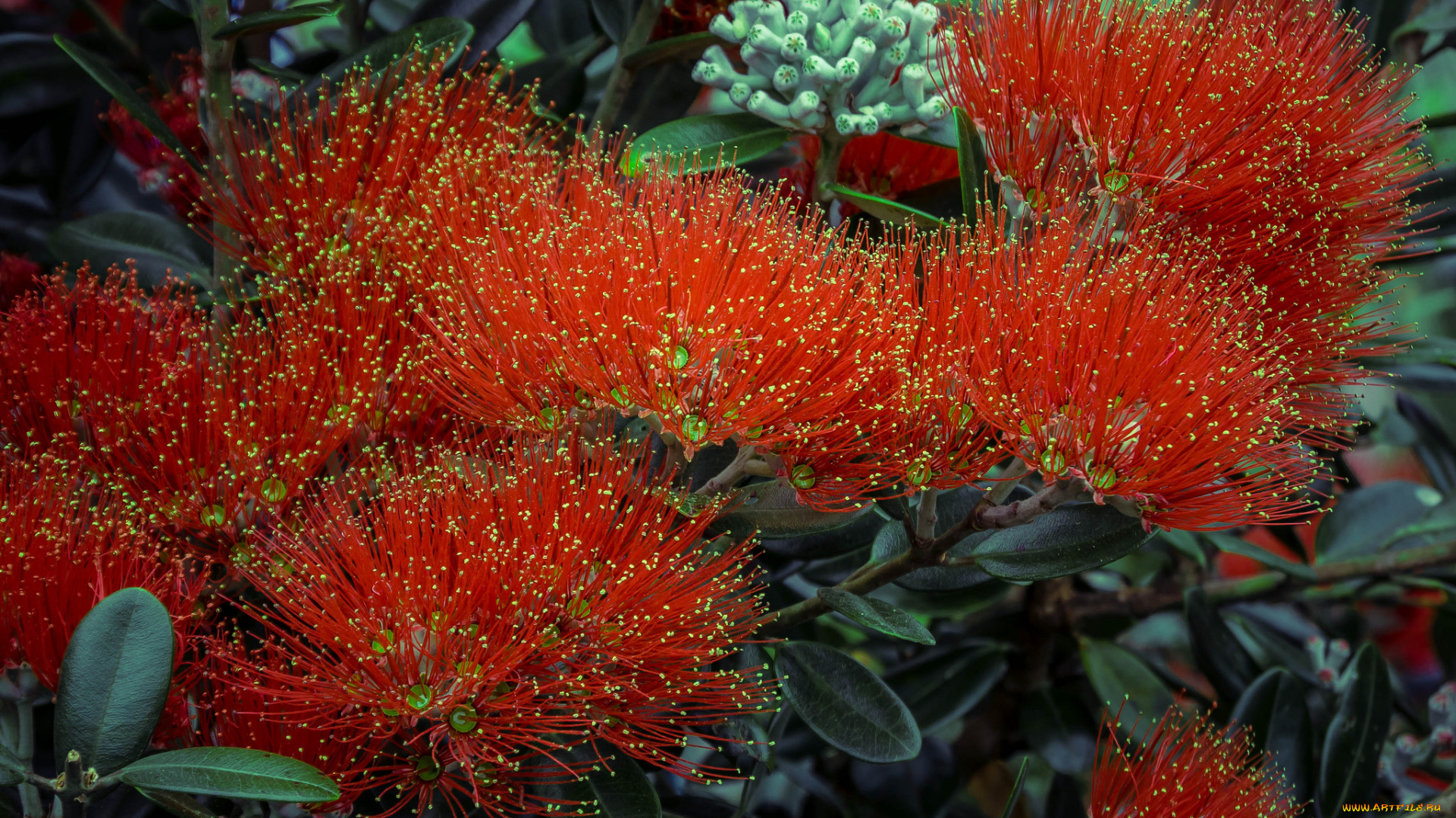 цветы, акация, цветение, цветки, листья