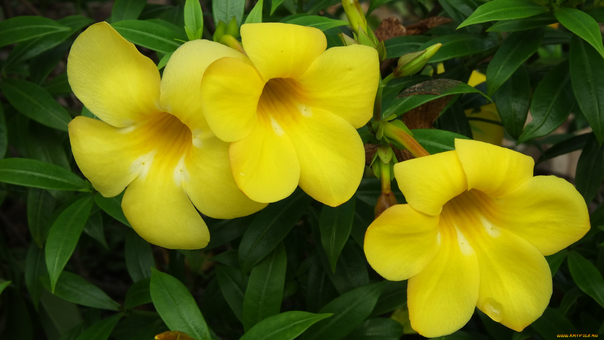 цветы, алламанда, желтые, бутоны, листья, цветение