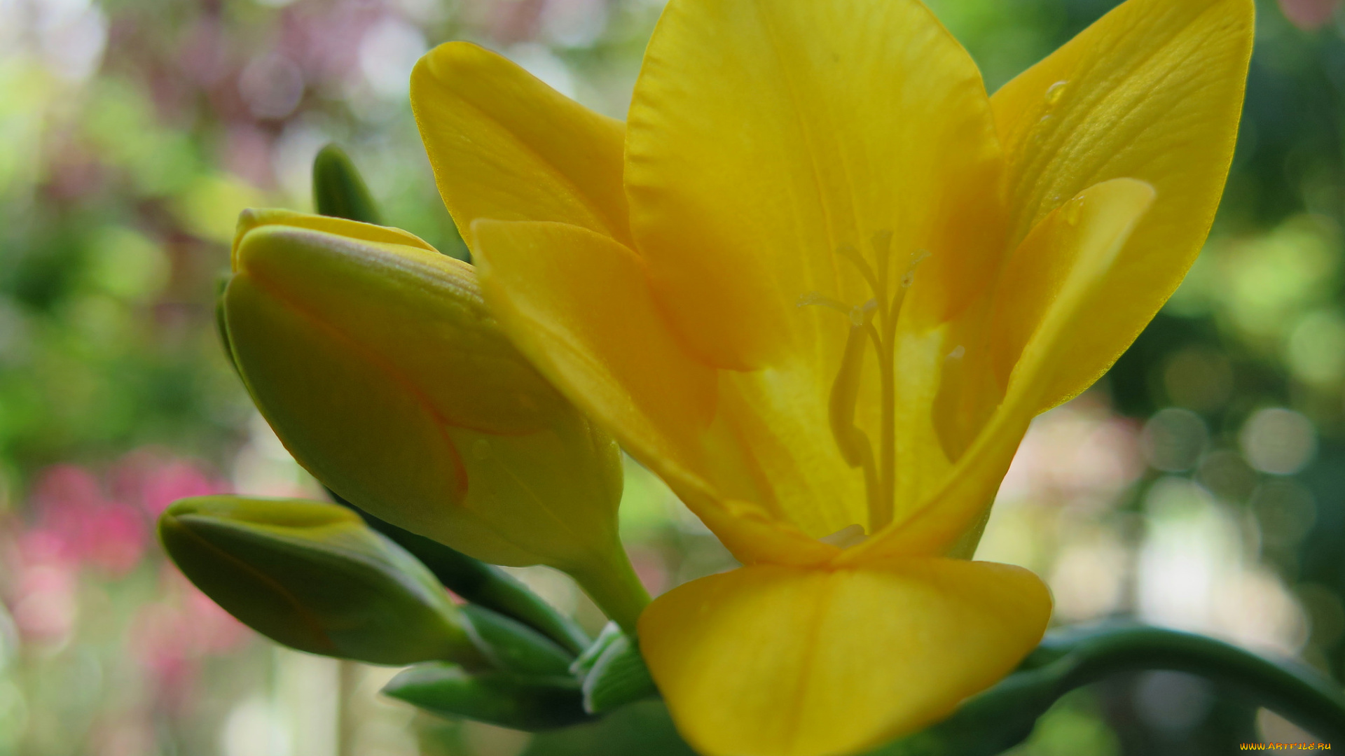 цветы, цветок, бутоны, желтый, макро