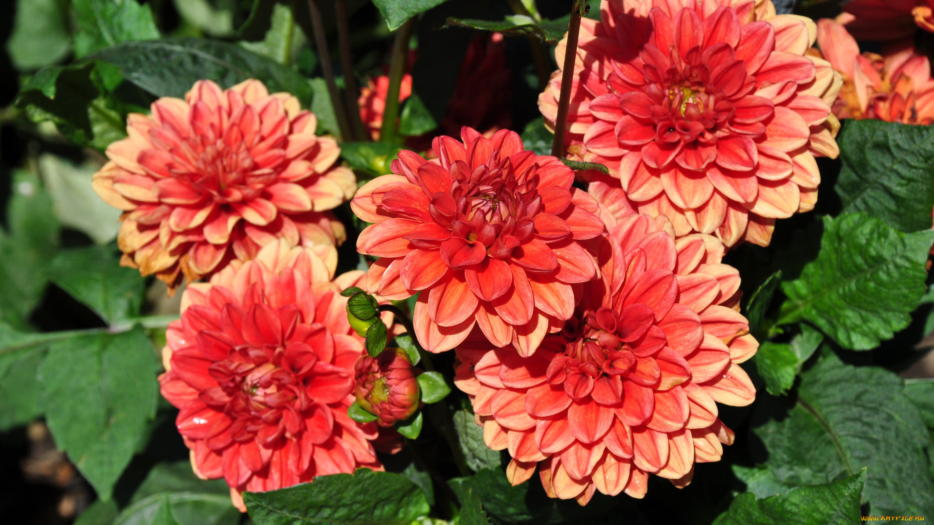 цветы, георгины, цветение, лепестки, розовый, георгин