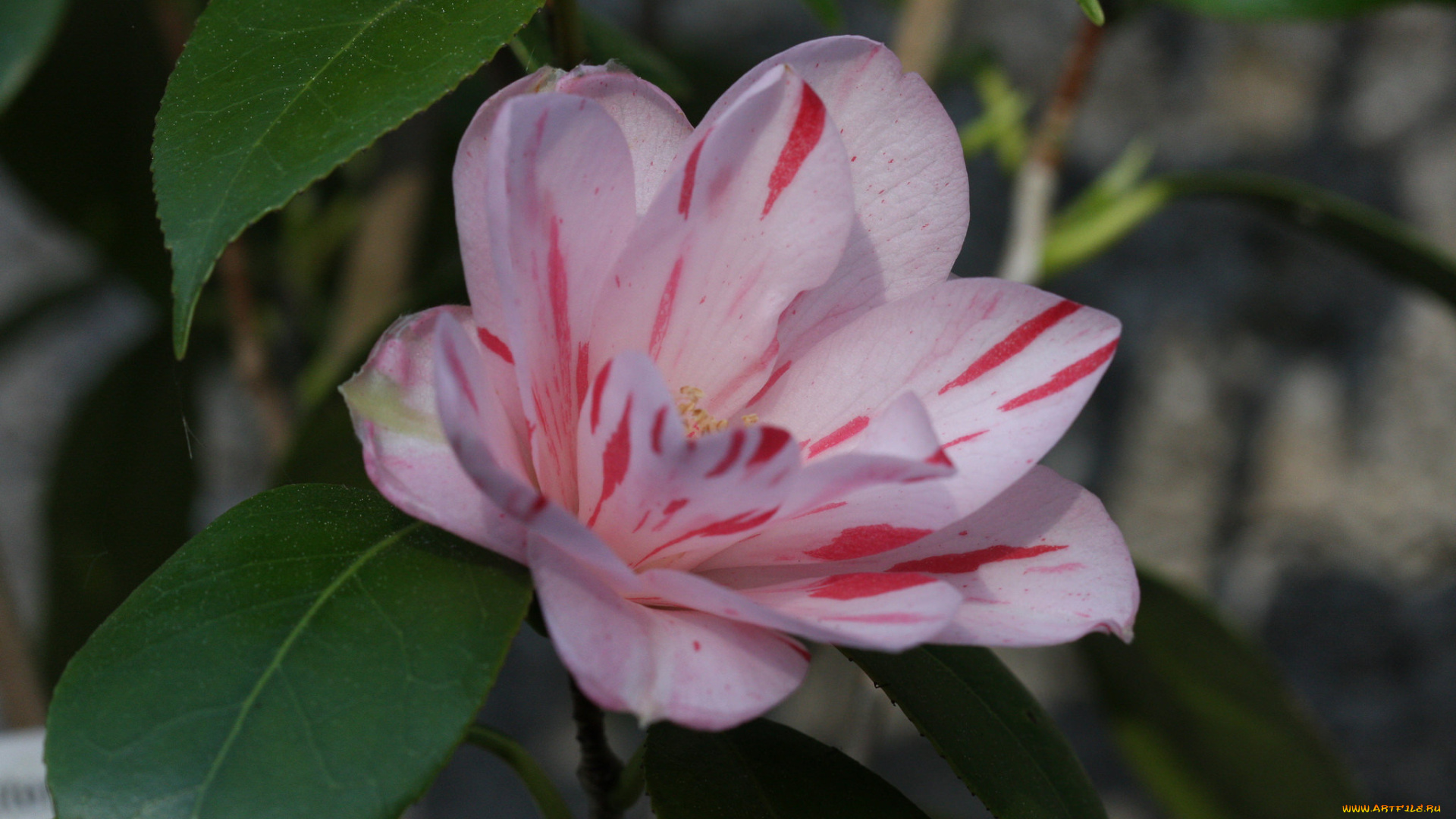 цветы, камелии, flowering, бутон, shrubs, bud, камелия, листья, leaf, camellia, кустарник, цветение
