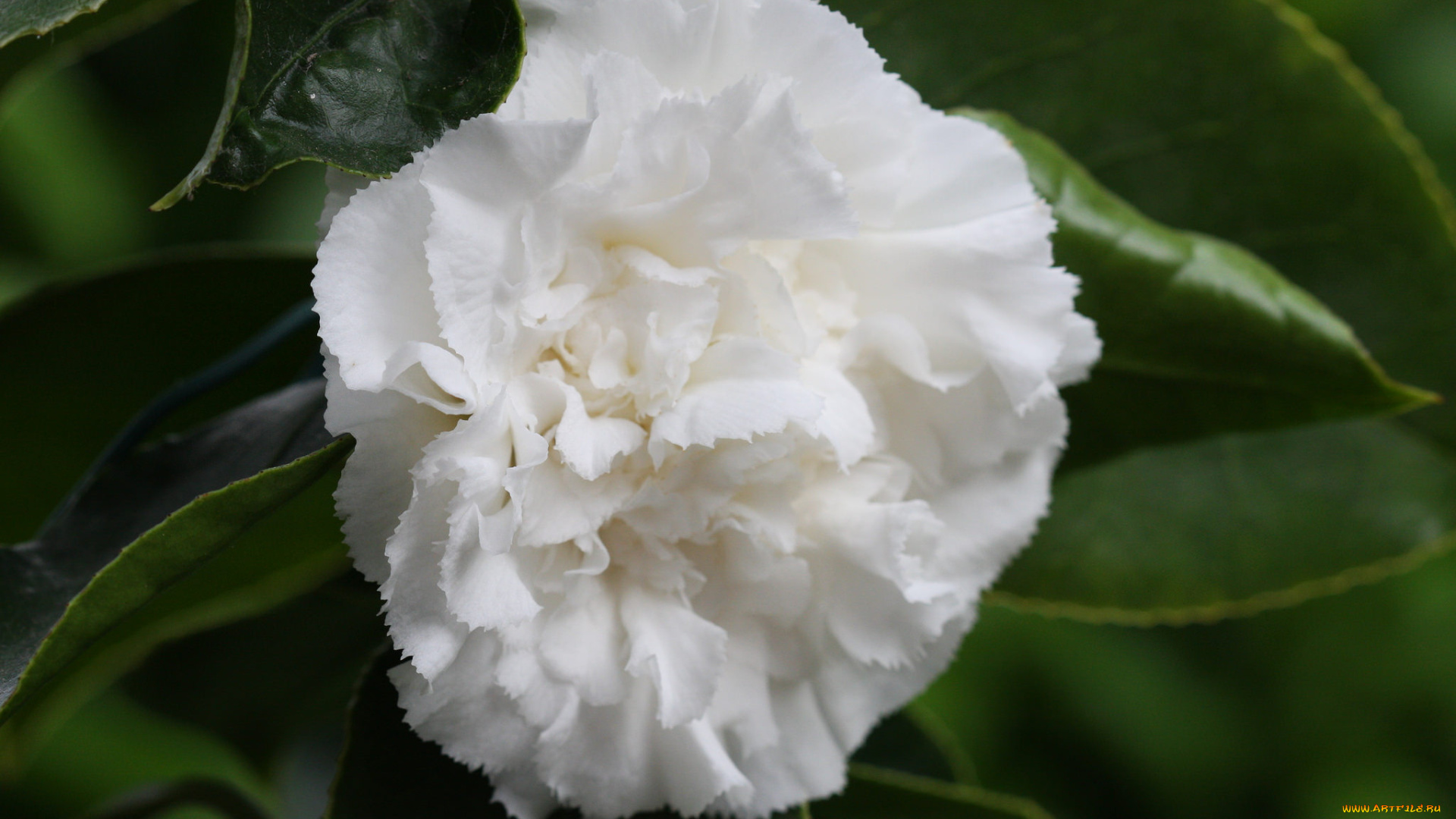 цветы, камелии, листья, цветение, нежность, камелия, бутон, лепестки