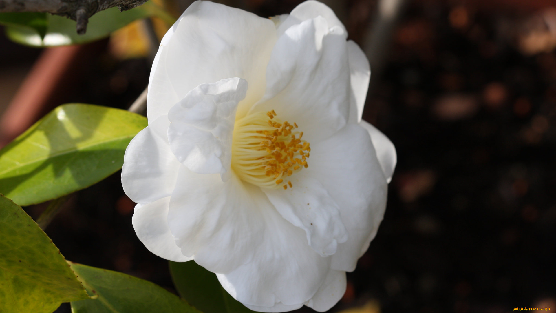 цветы, камелии, shrubs, bud, flowering, leaf, camellia, кустарник, цветение, бутон, листья, камелия