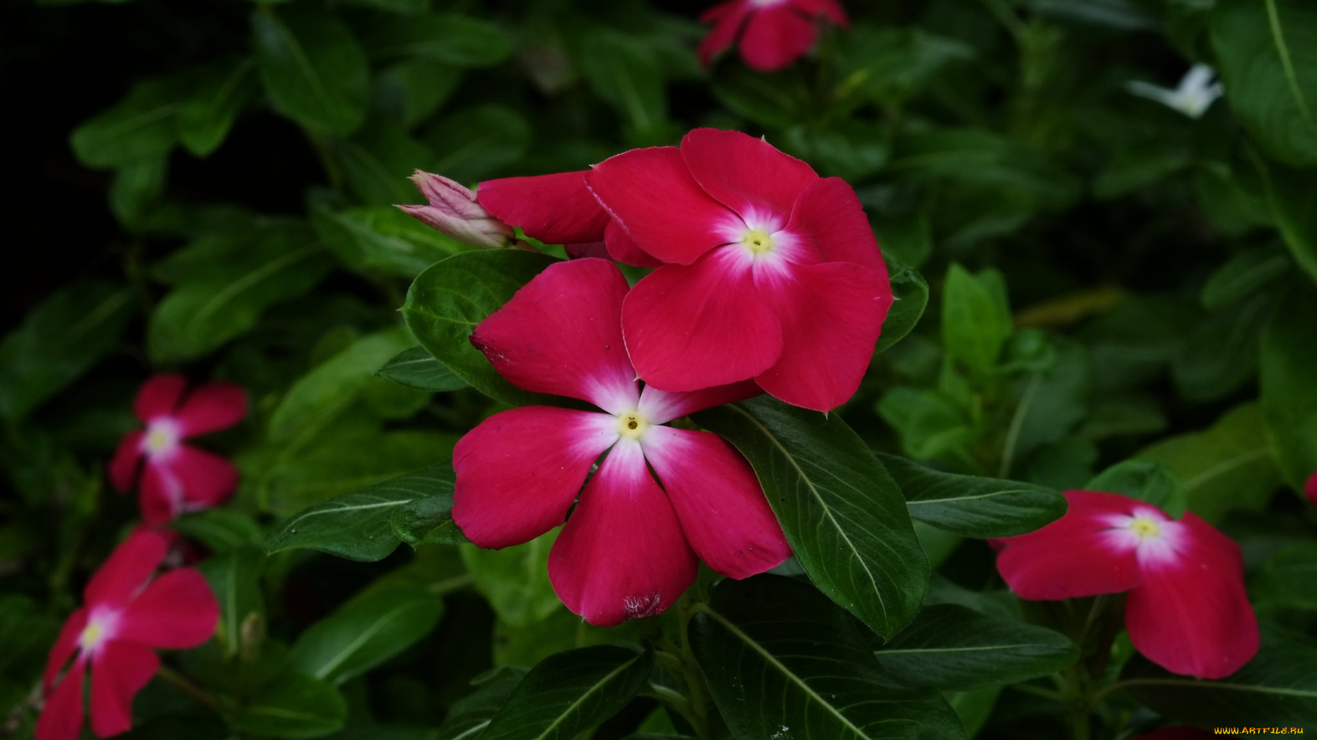 цветы, катарантусы, лето, листья, цветение