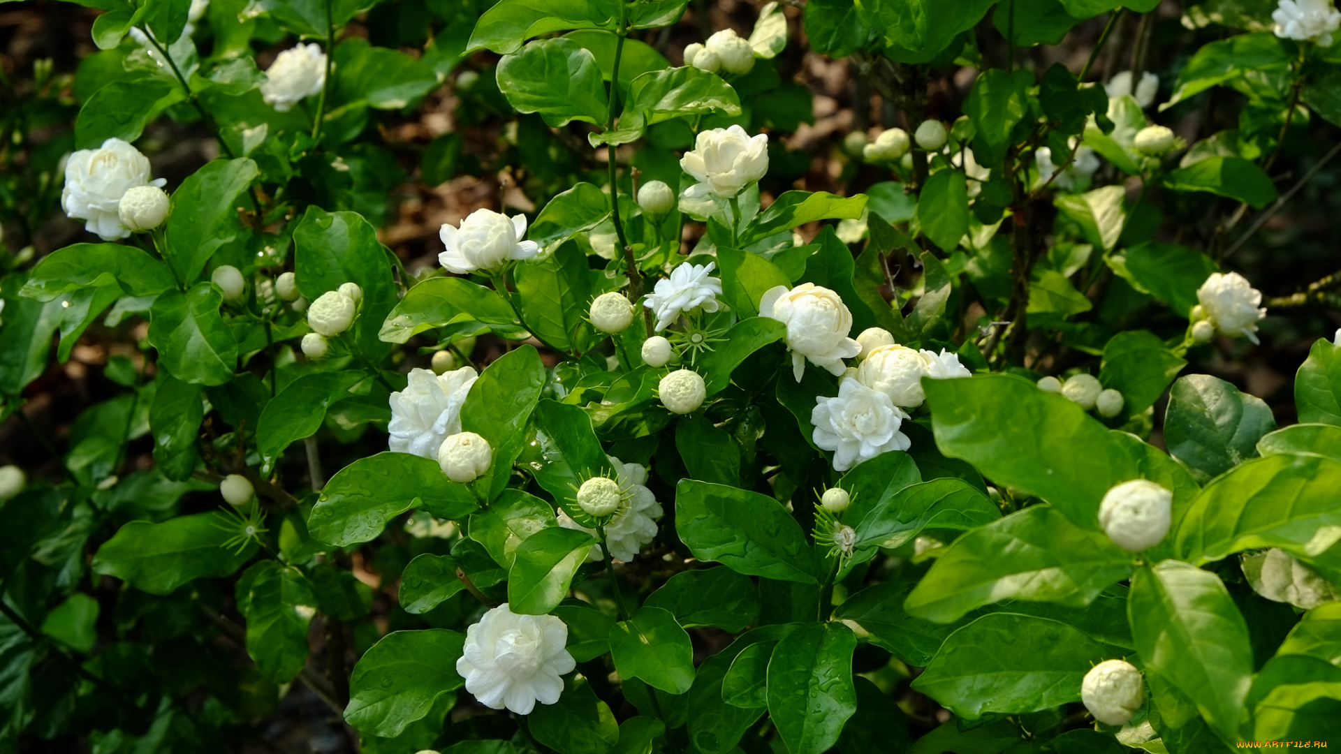 цветы, кустики, много, белые, цветение