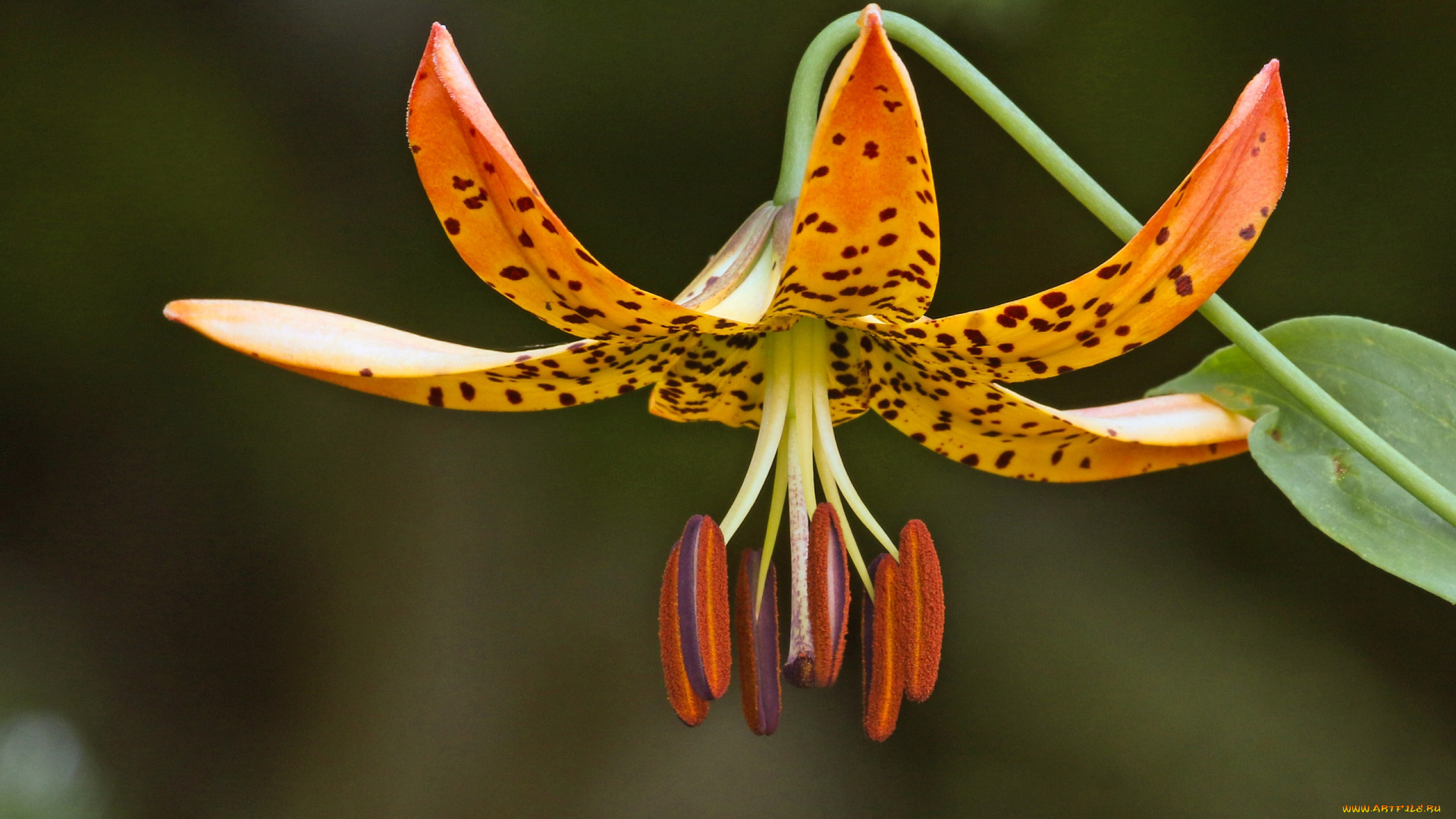цветы, лилии, , лилейники, лилия