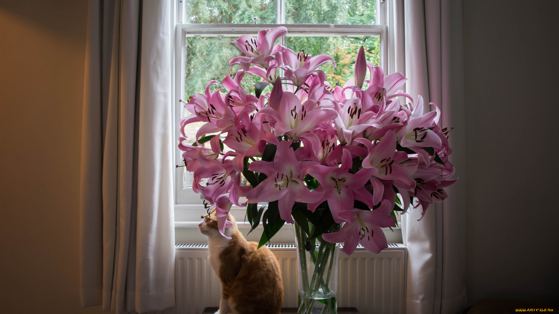 цветы, лилии, , лилейники, petals, bloom, lily, лепестки, цветение