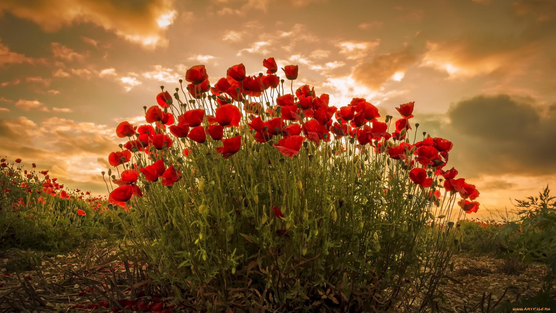 цветы, маки, природа, закат
