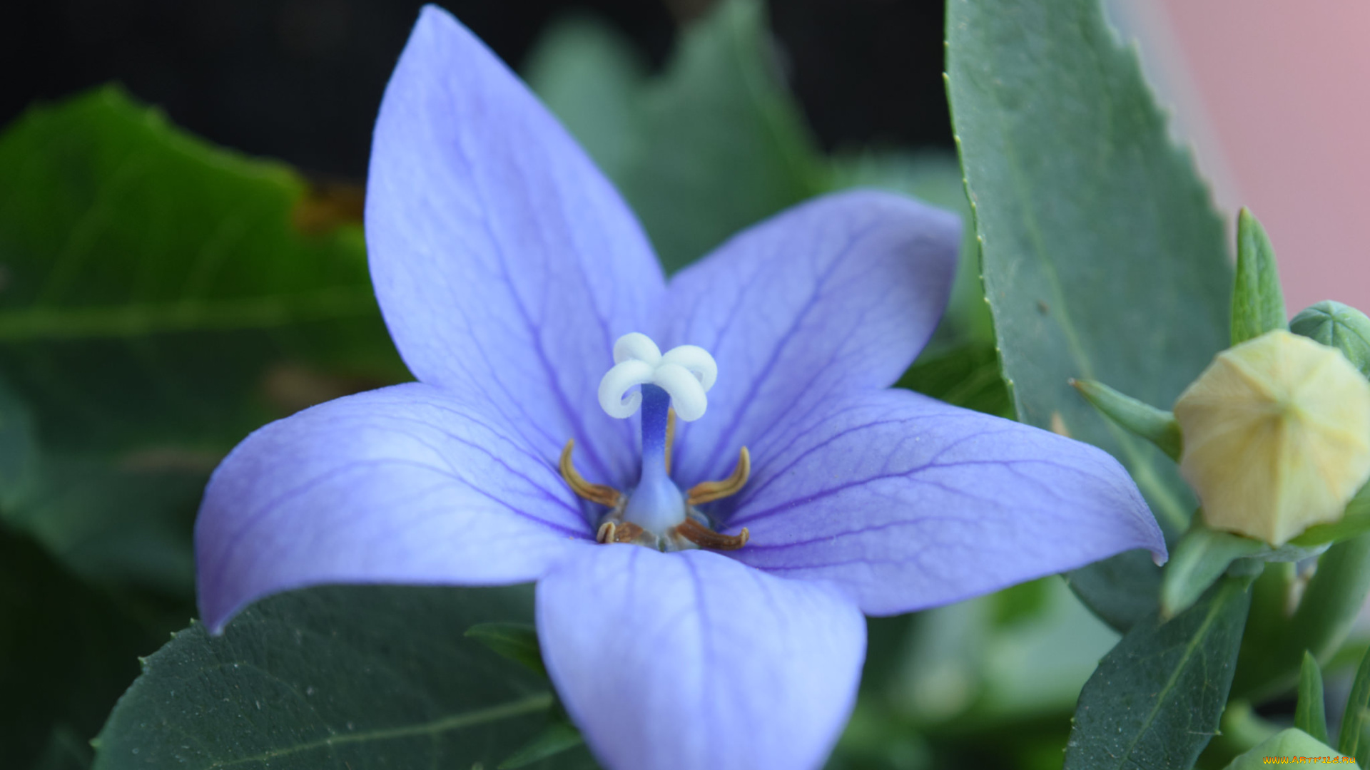 цветы, макро, синий, цветок