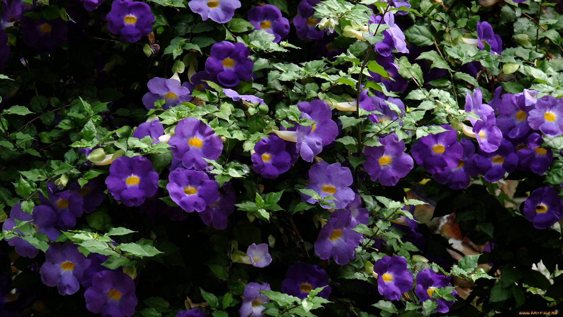 цветы, петунии, , калибрахоа, цветение, нежность, бутон, петуния