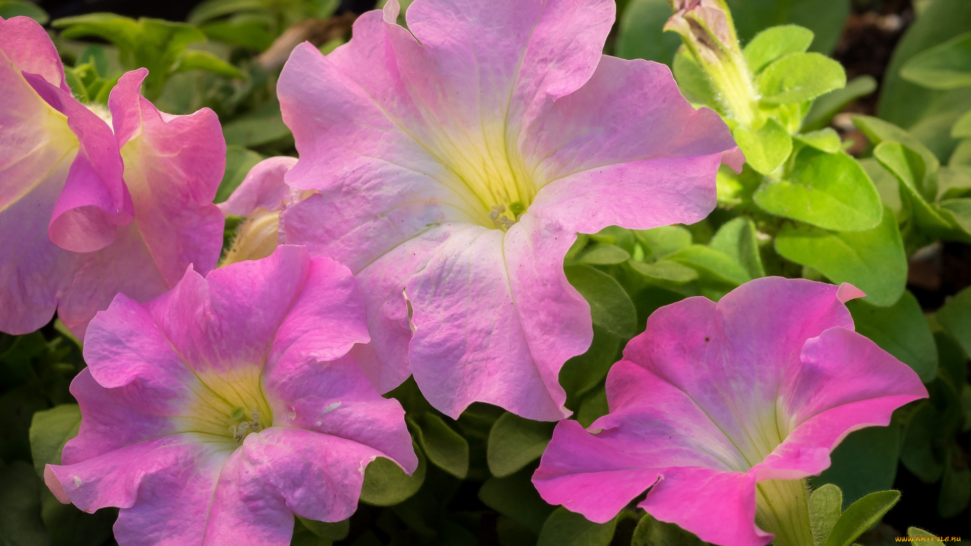 цветы, петунии, , калибрахоа, розовый, цвет