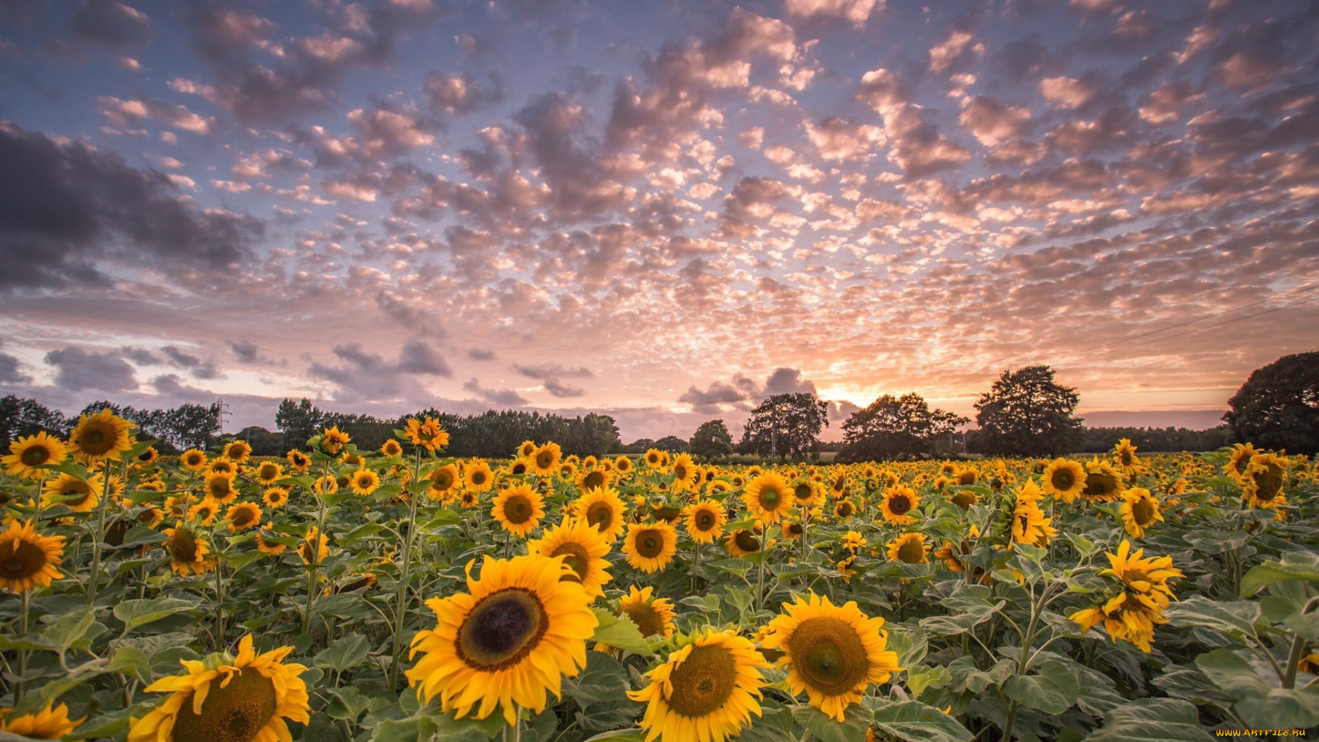 цветы, подсолнухи, утро