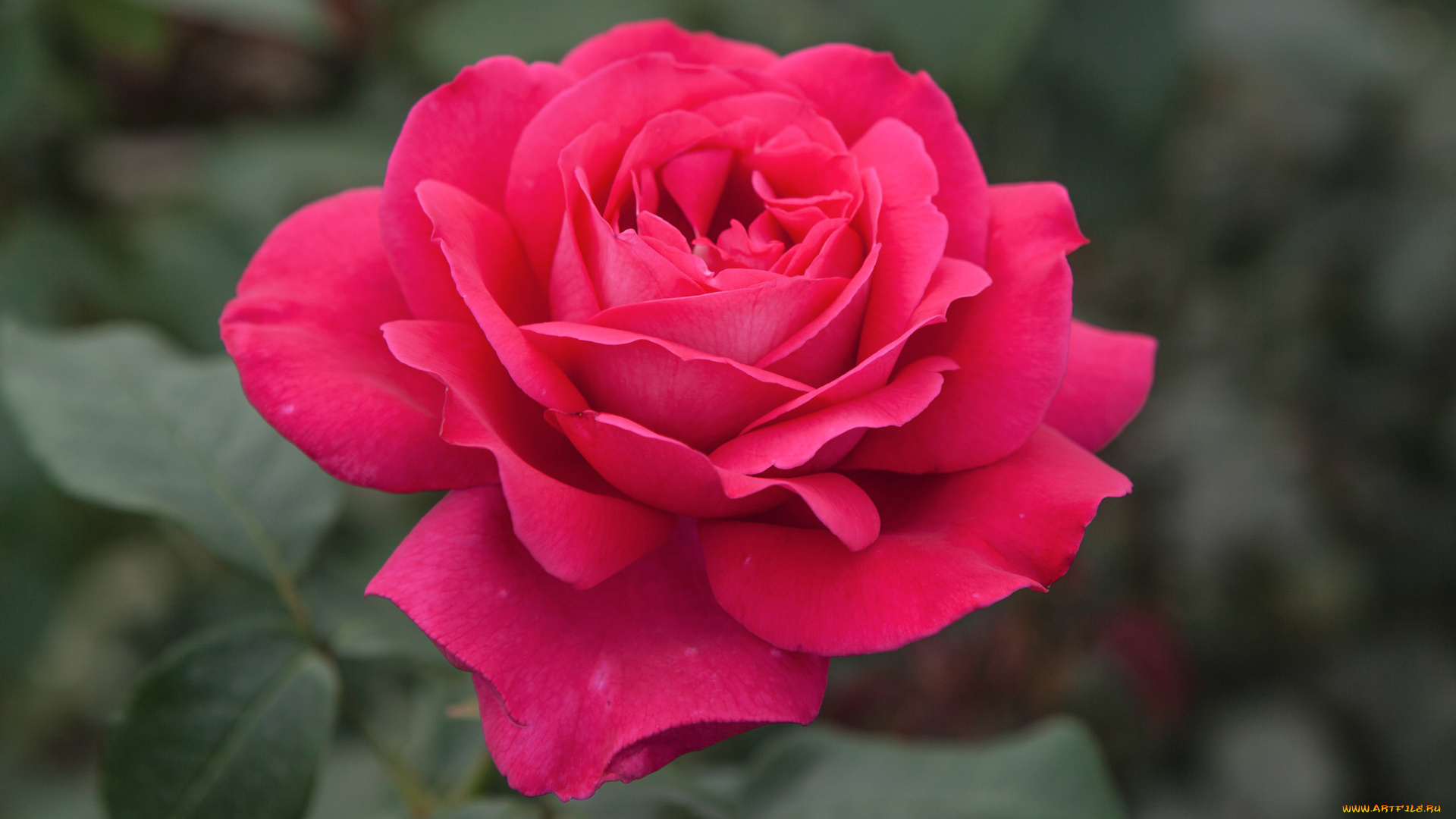 цветы, розы, blossoms, leaves, petals, bud, rose, цветение, листья, лепестки, бутон, роза