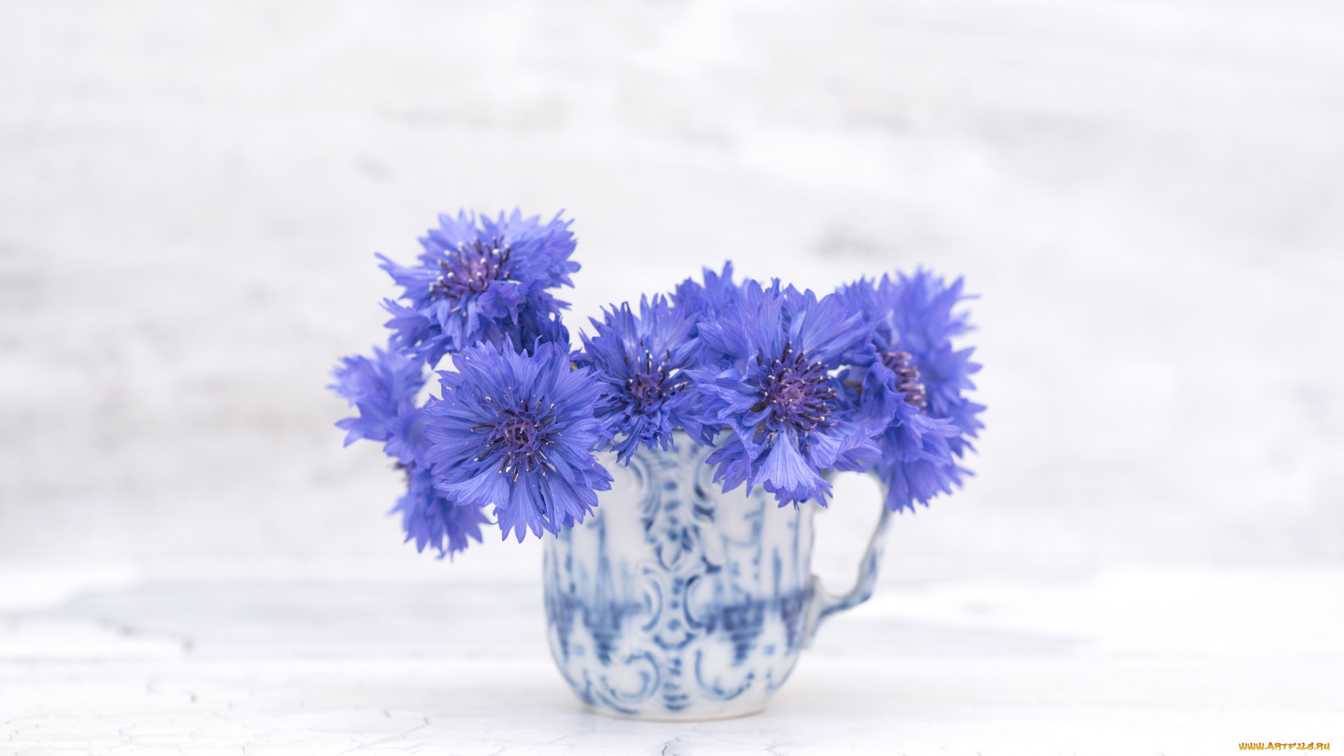 цветы, васильки, цветение, василек, синий