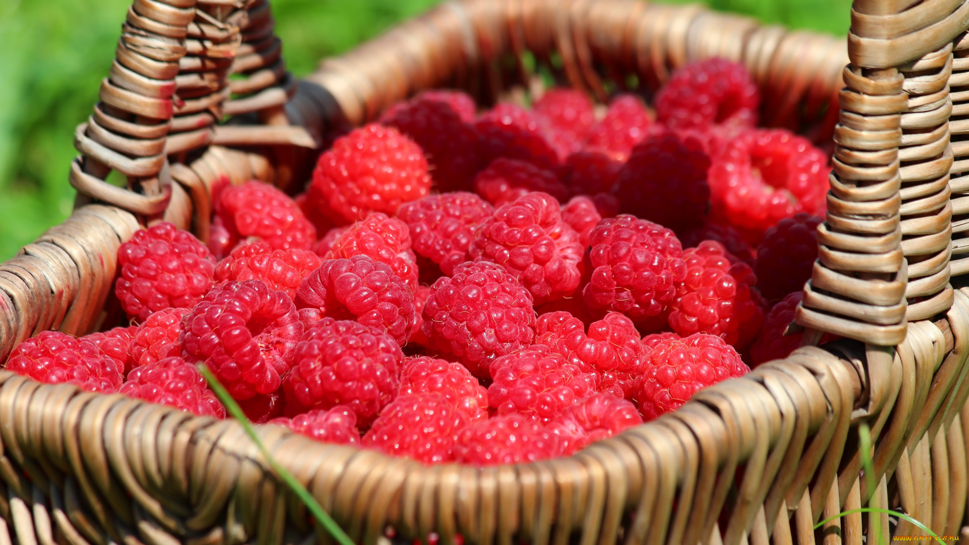еда, малина, лето, дача, ягоды, вкусно, витамины, красота, ягода, урожай, природа