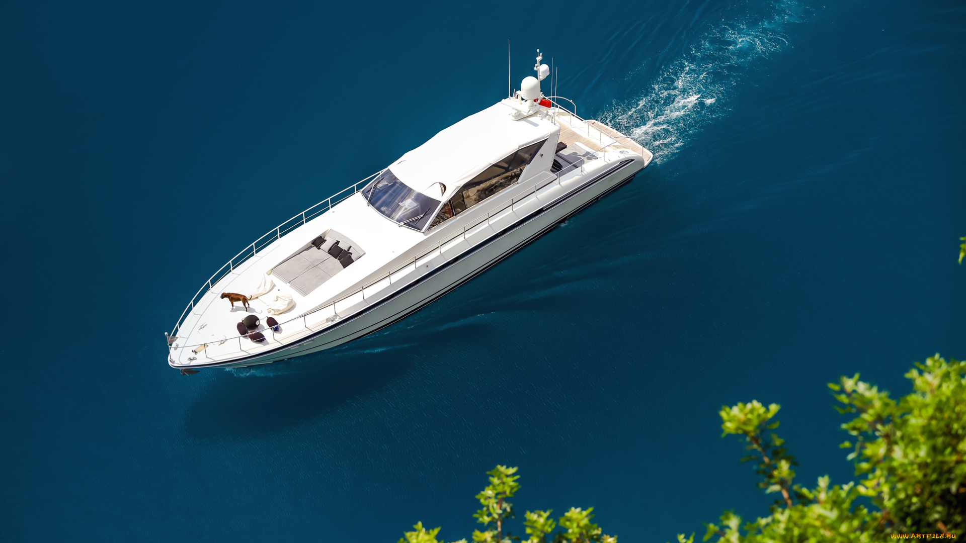 корабли, Яхты, море, кусты, собака, вид, сверху, яхта, солнце