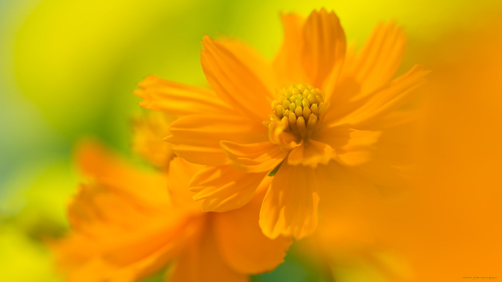 космея, цветы, цветение, желтый, цветок