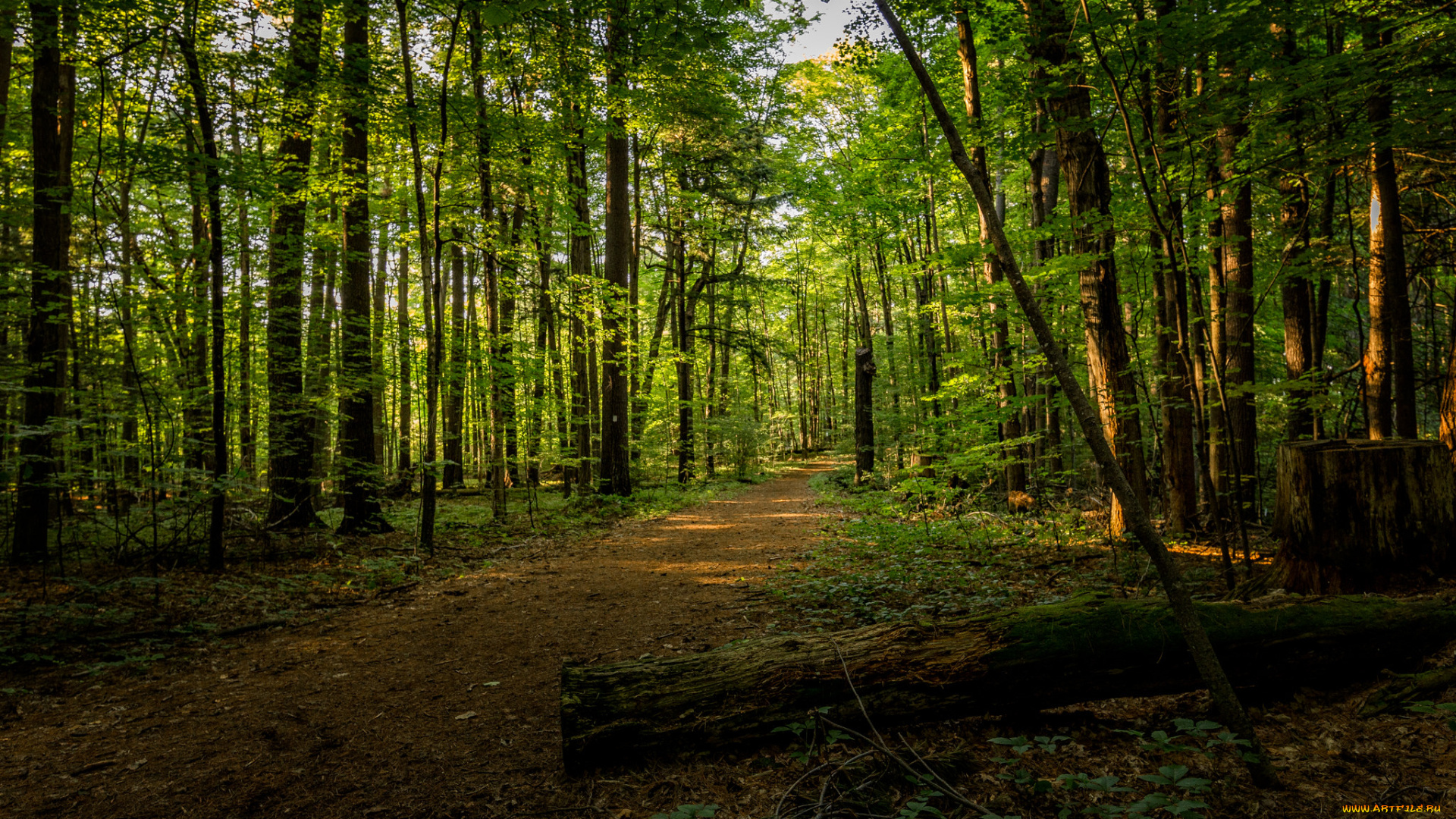 природа, лес, простор