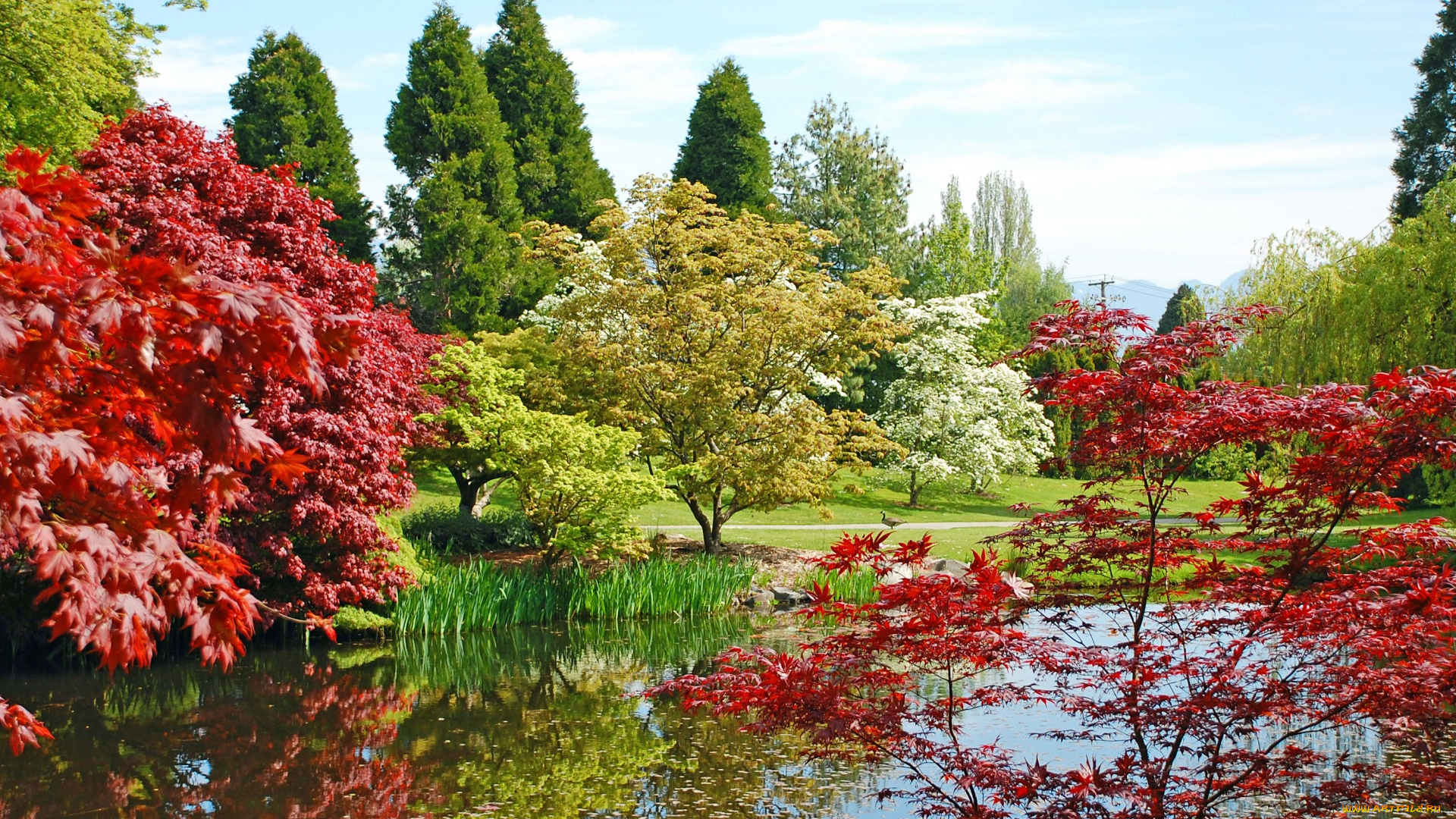 природа, парк, водоем, деревья
