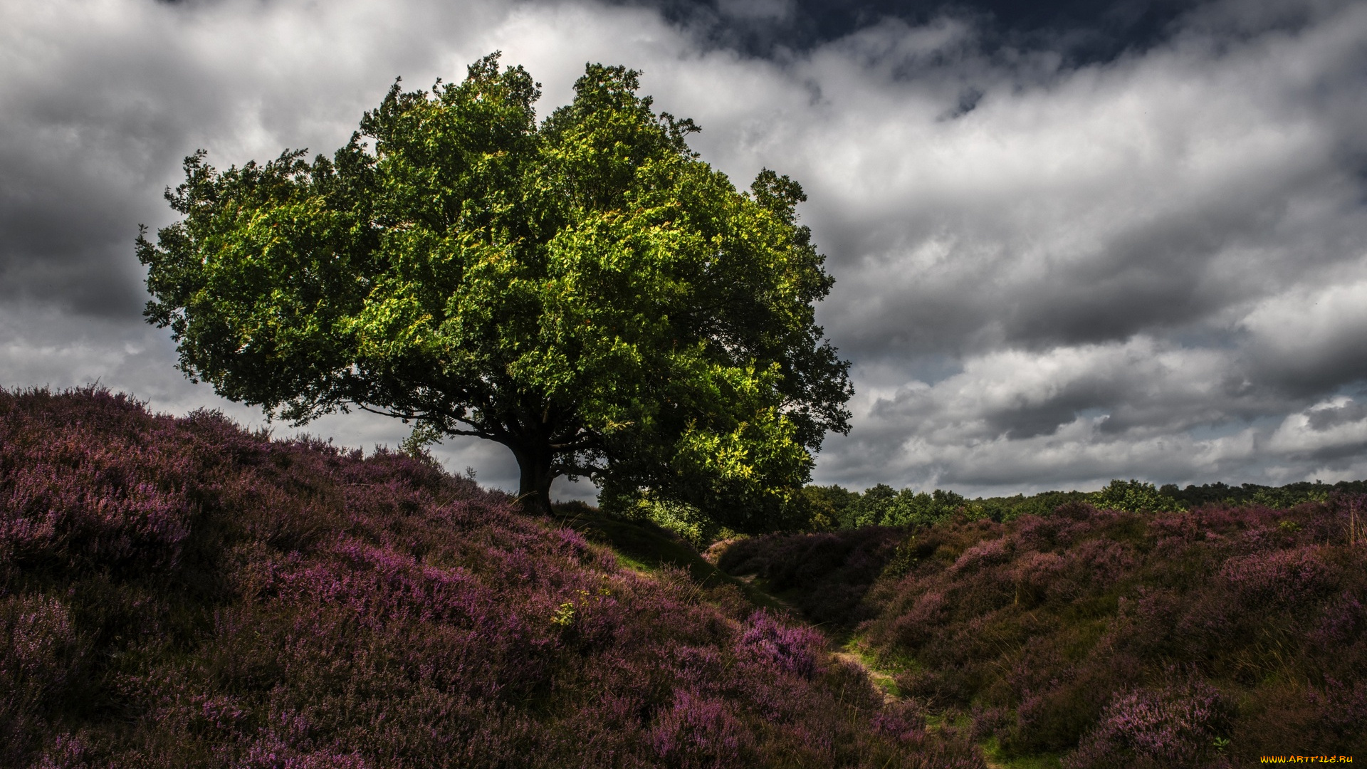 природа, пейзажи, растения, облака, дерево