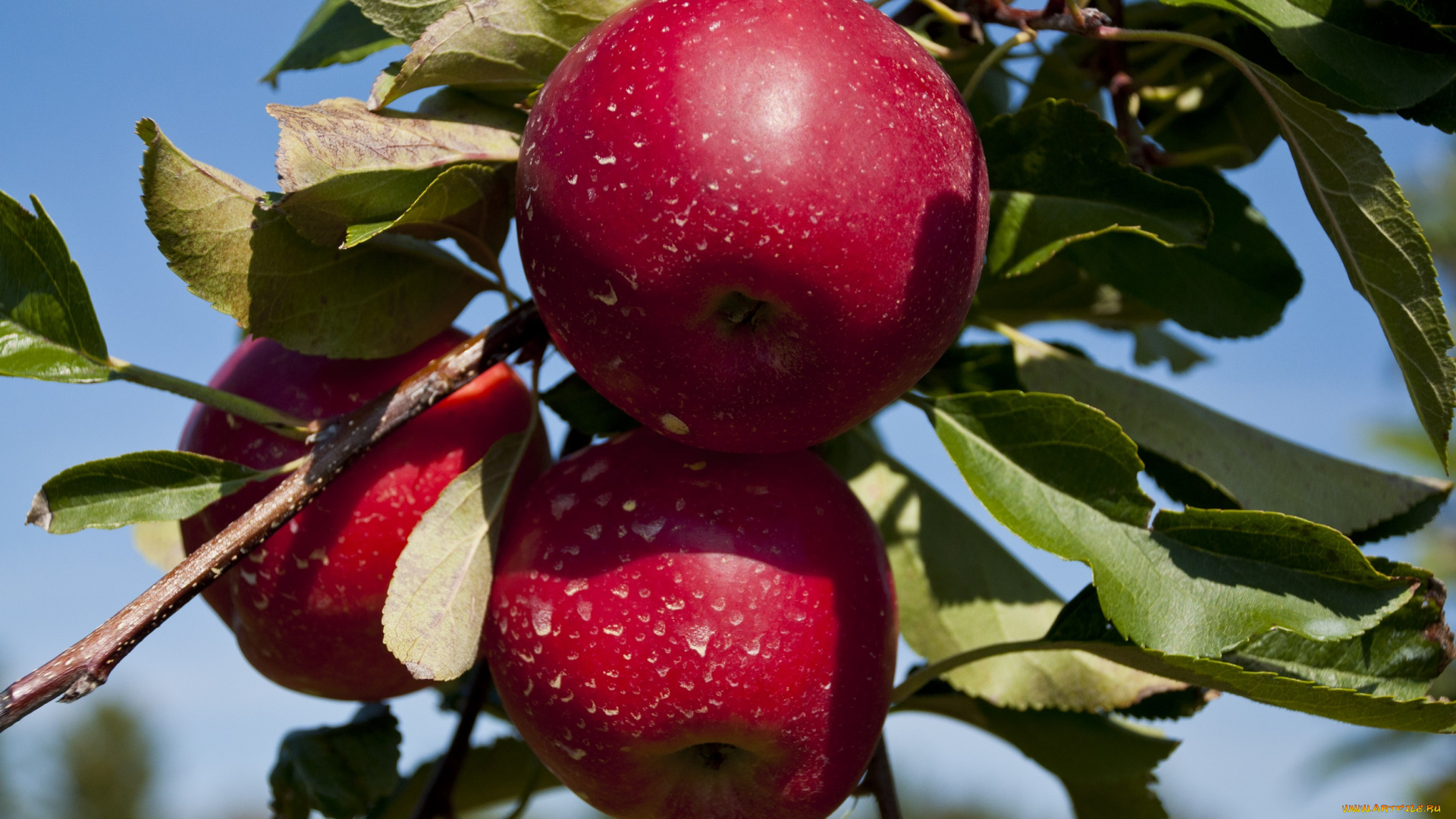 природа, плоды, яблоки, листья, ветка