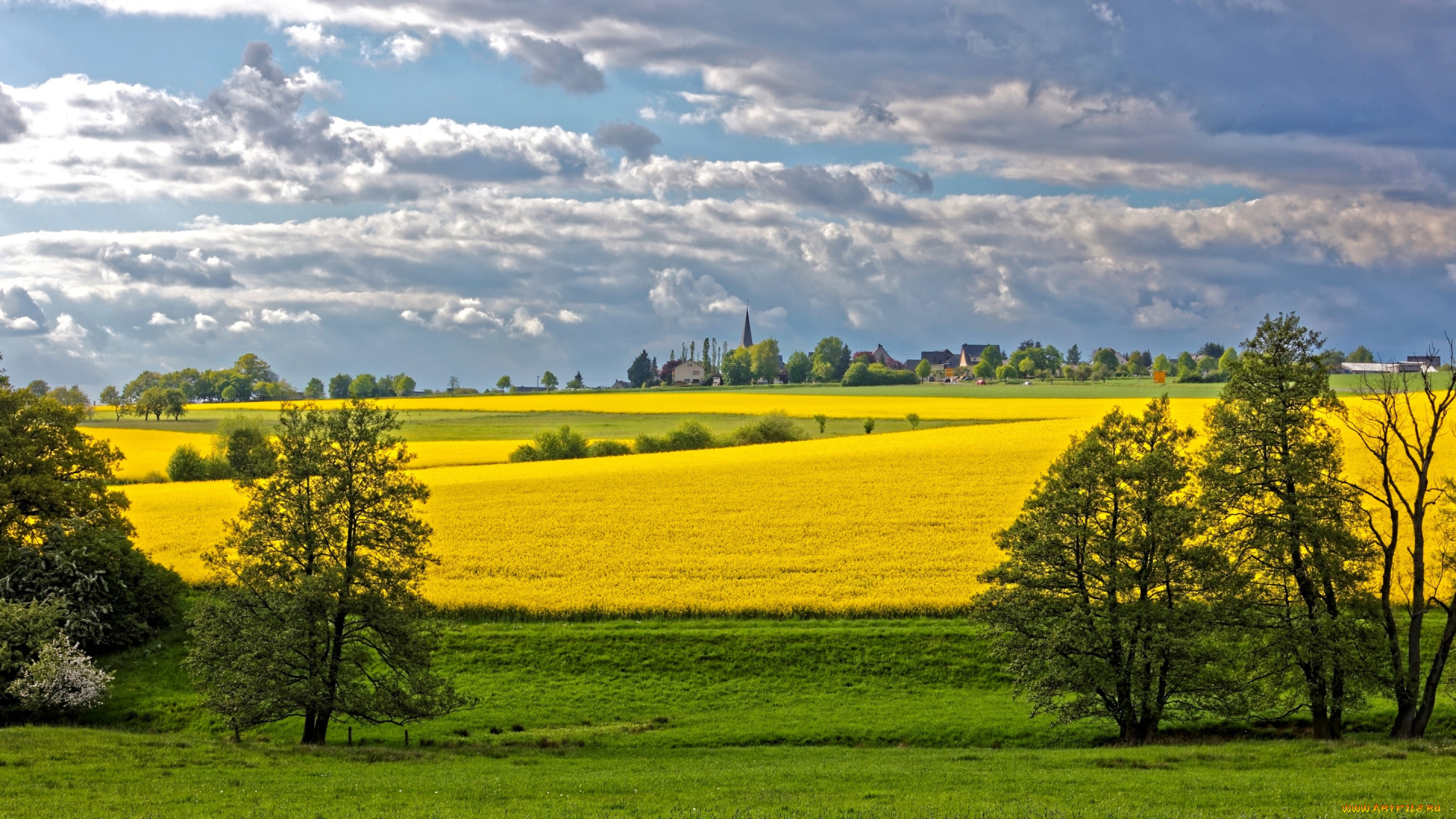 природа, поля, облака, небо, трава, рапс, деревья, поле