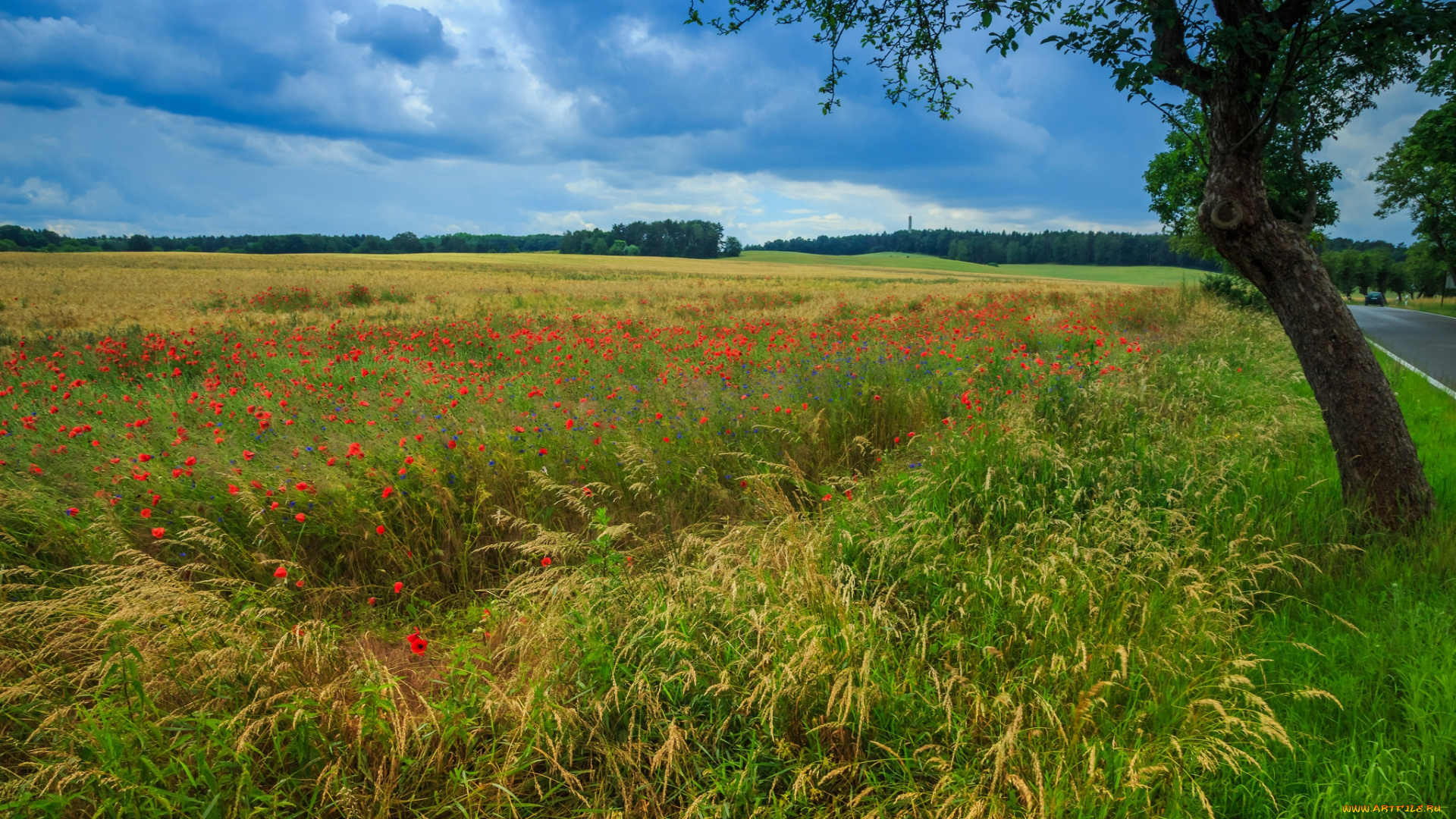 природа, поля, простор