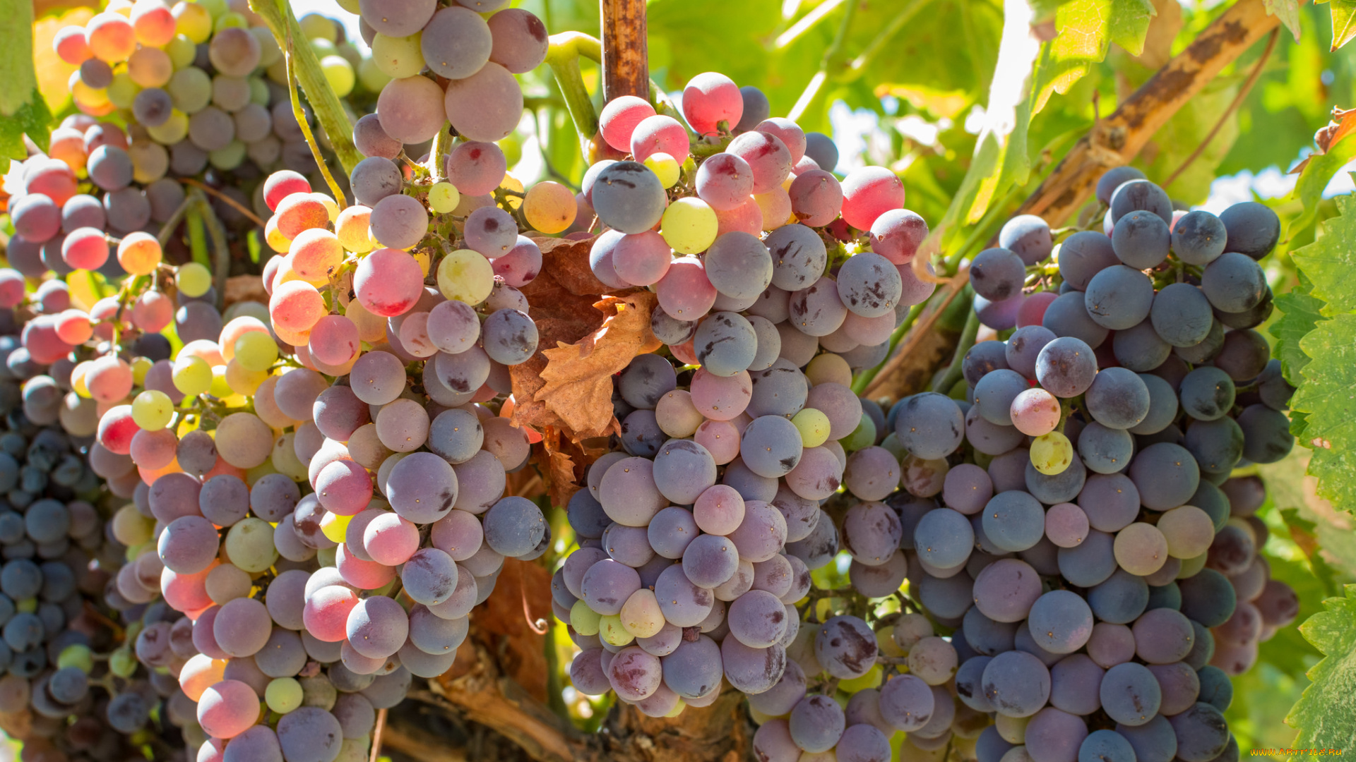 природа, Ягоды, , виноград, грозди, виноград, виноградник, листья