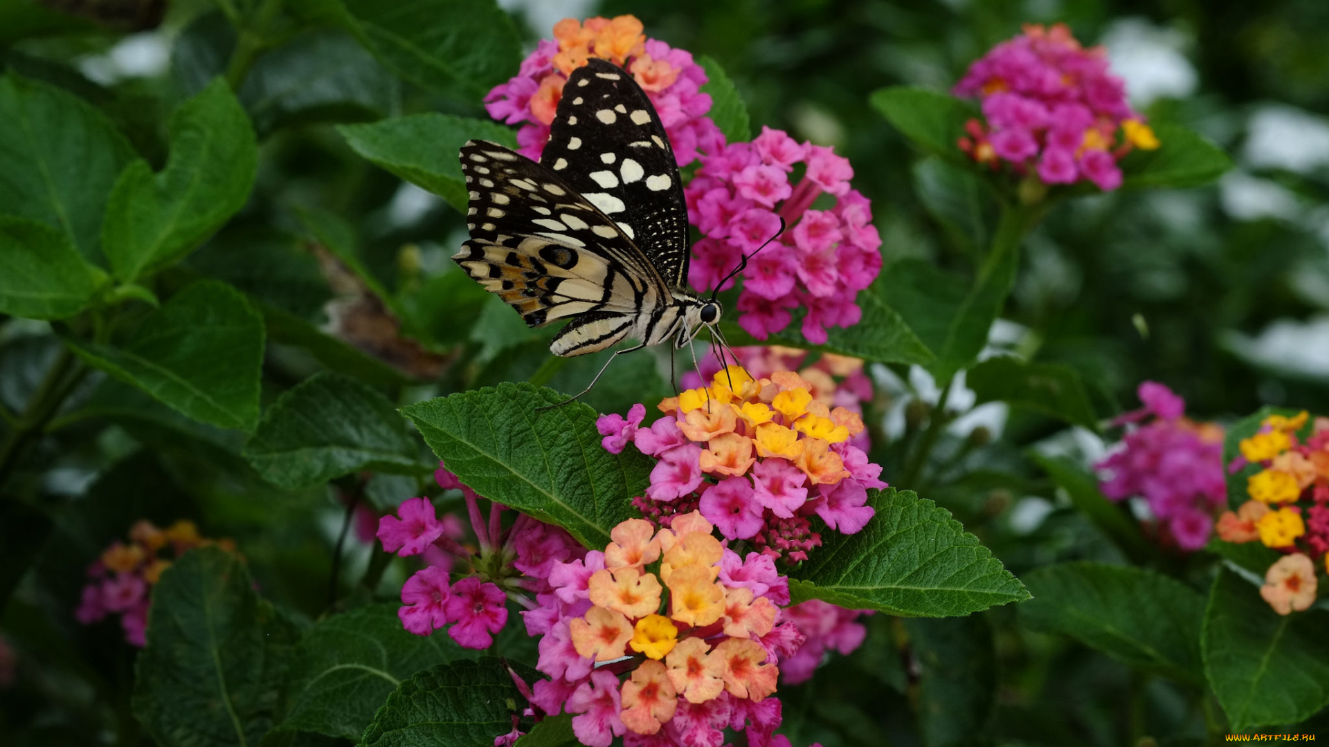 животные, бабочки, , мотыльки, , моли, бабочка, окрас, крылья