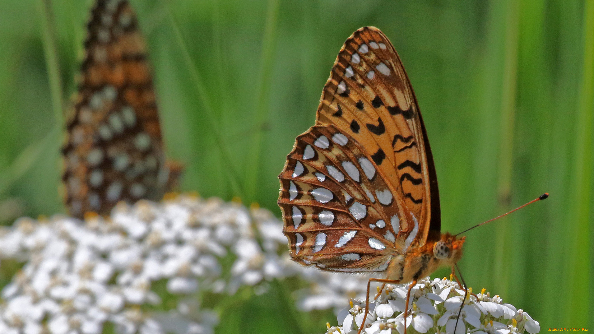 животные, бабочки, , мотыльки, , моли, бабочка, лук