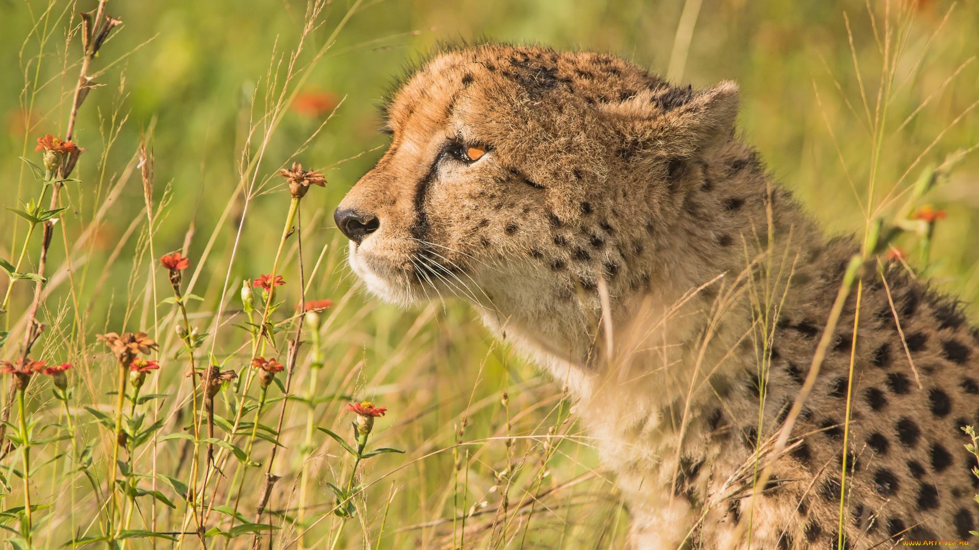 животные, гепарды, профиль, цветы, портрет, дикая, кошка, гепард, трава
